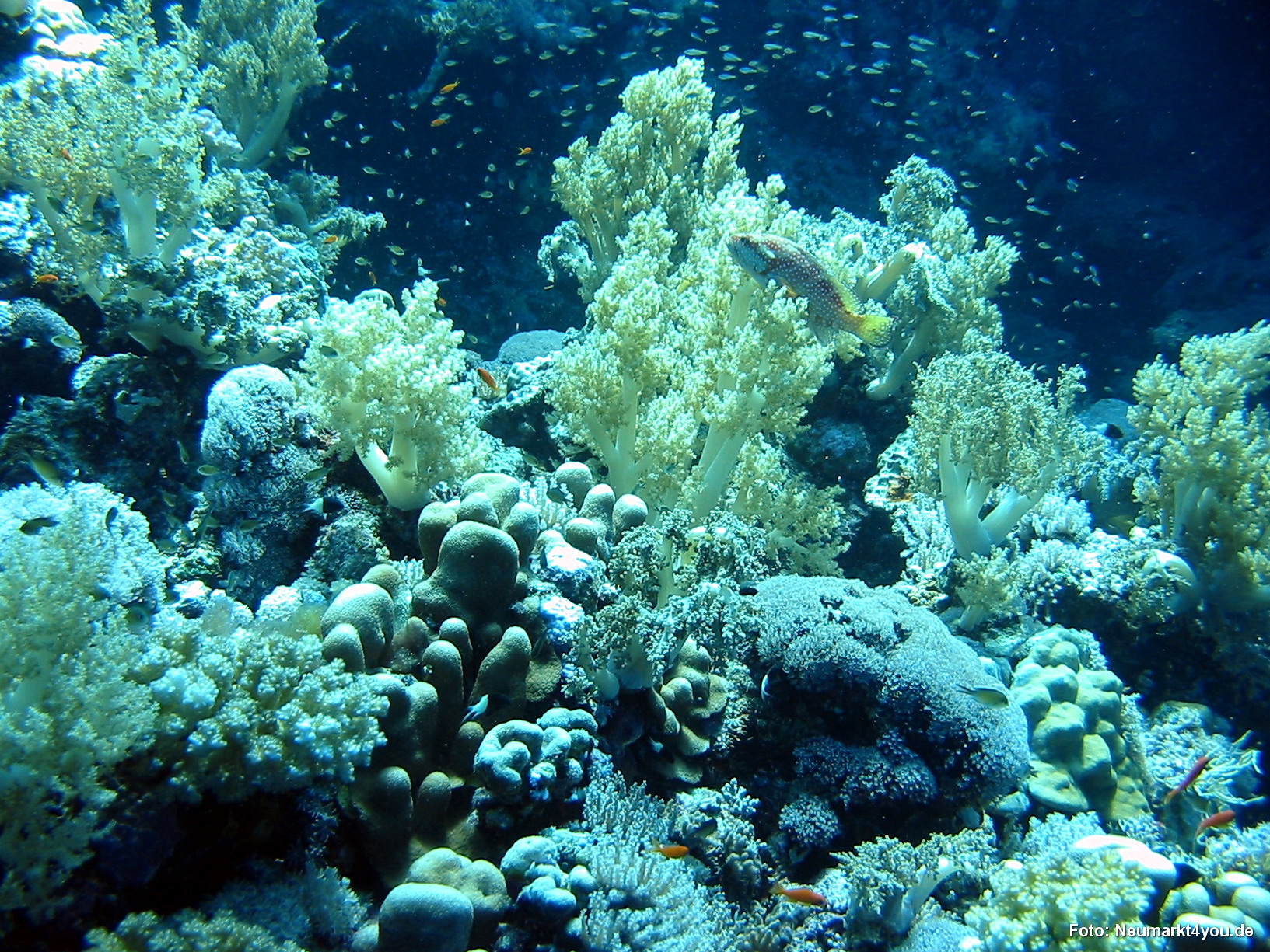 0250 Tauchsafari Ägypten 0906