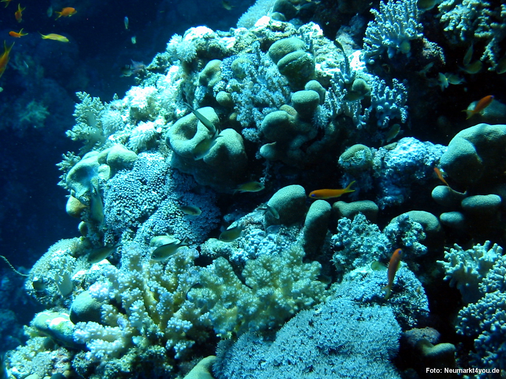 0260 Tauchsafari Ägypten 0906