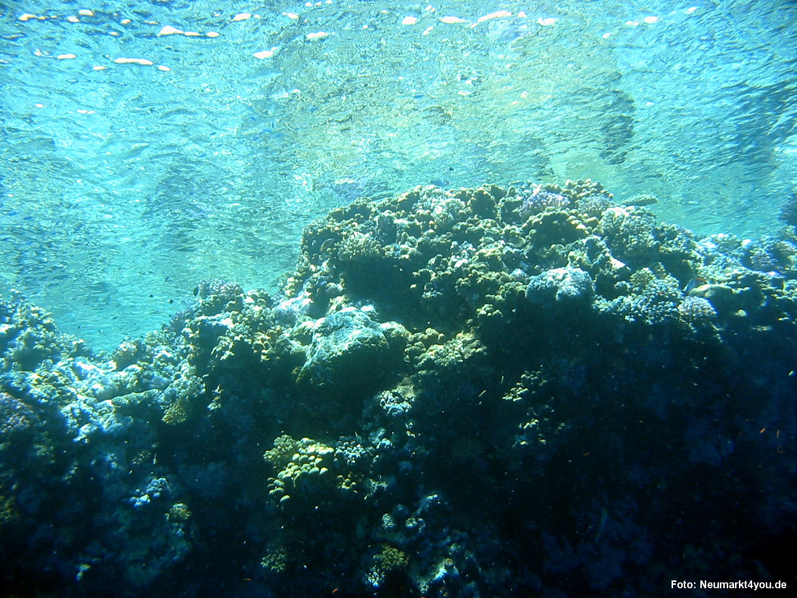 0290 Tauchsafari Ägypten 0906