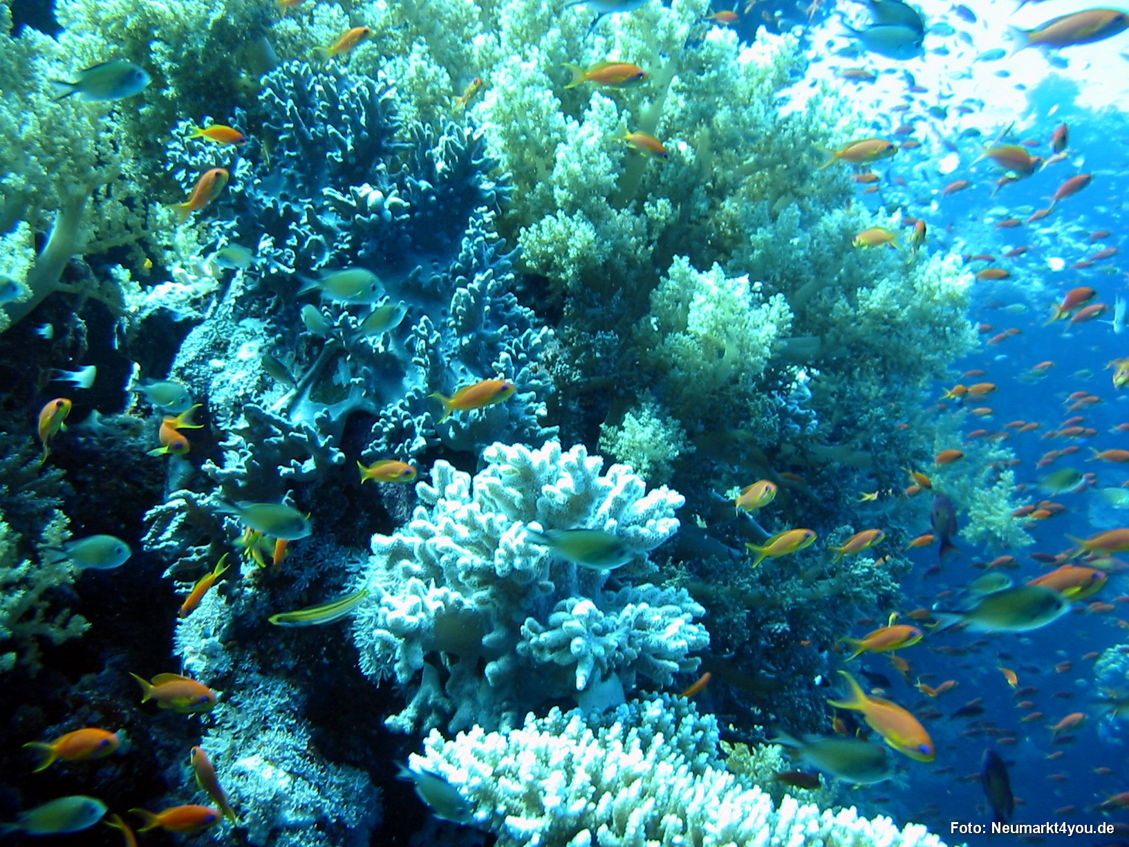 0335 Tauchsafari Ägypten 0906