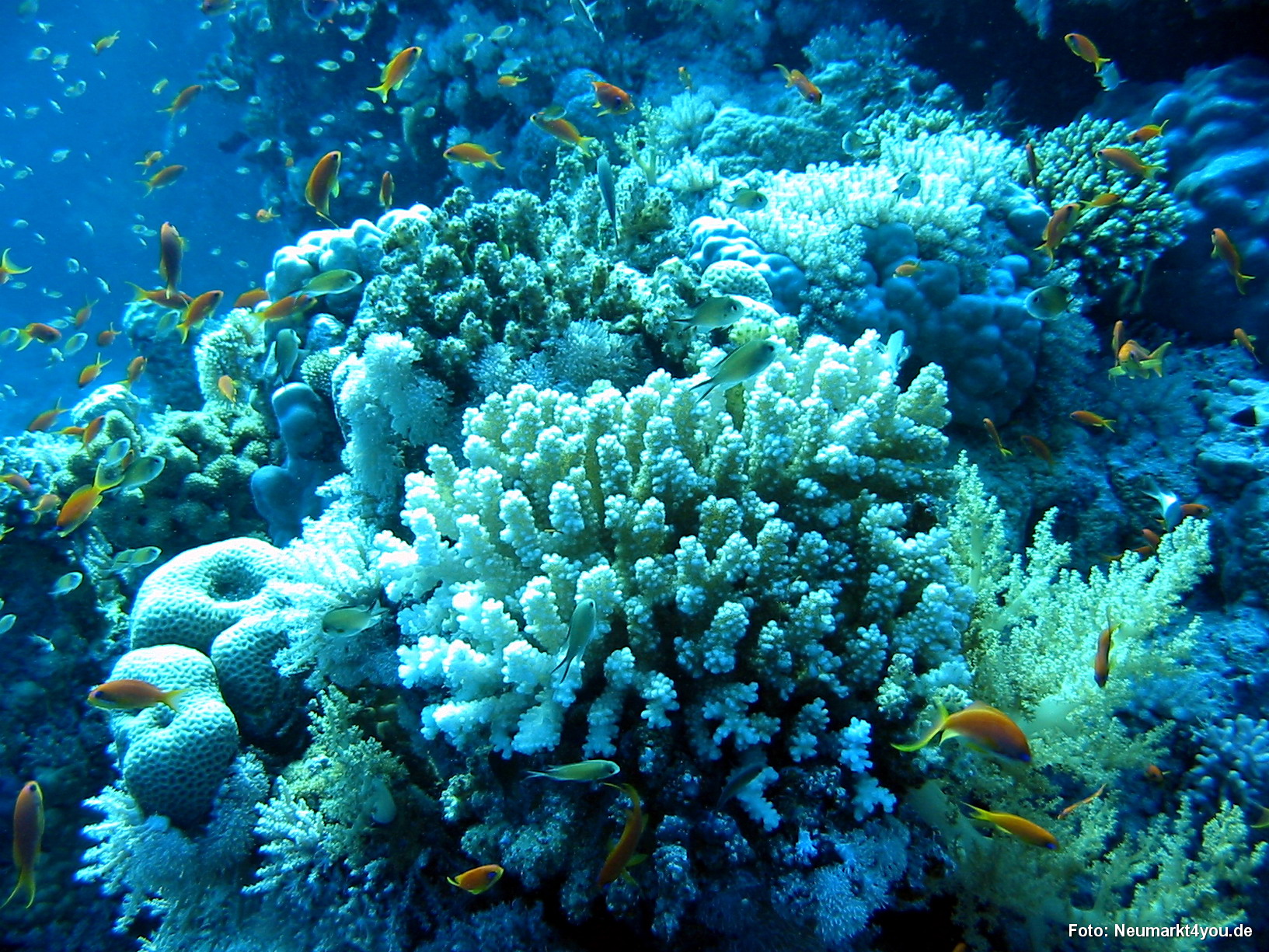 0340 Tauchsafari Ägypten 0906