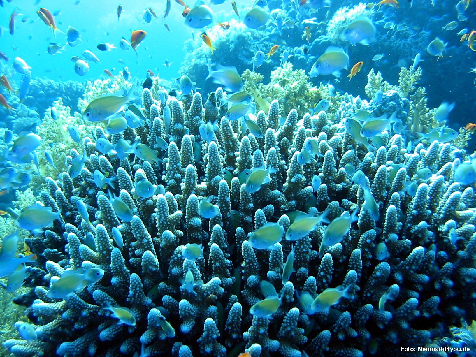 0345 Tauchsafari Ägypten 0906