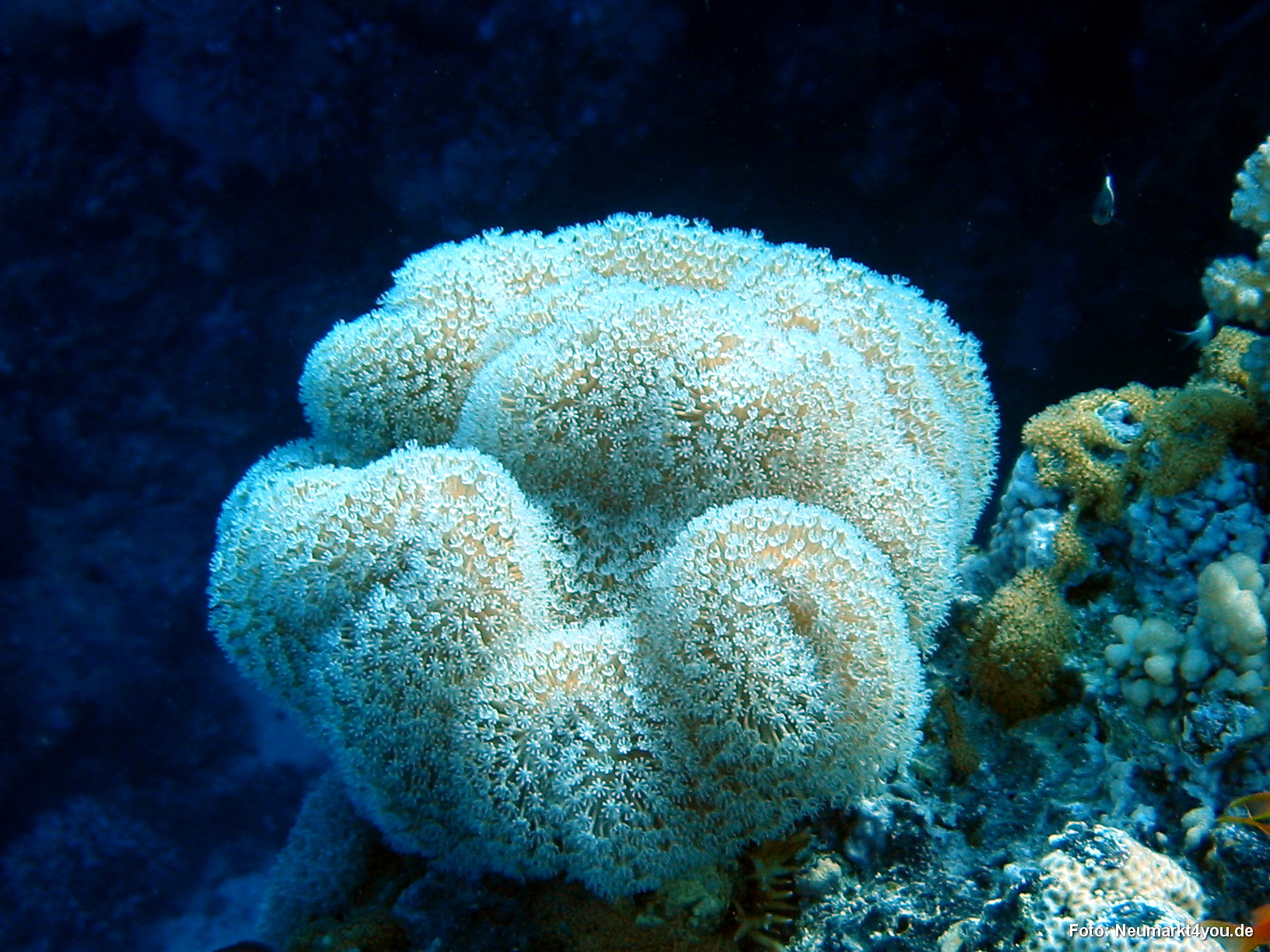 0350 Tauchsafari Ägypten 0906