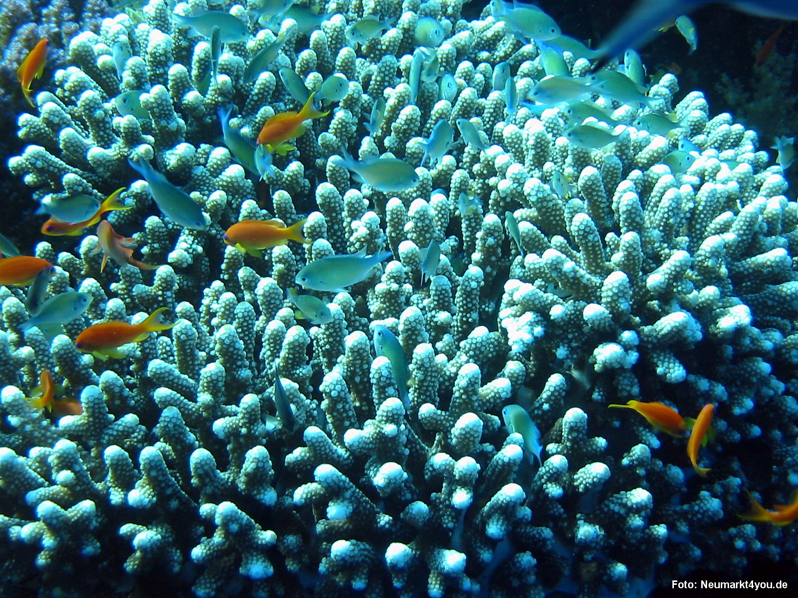 0355 Tauchsafari Ägypten 0906