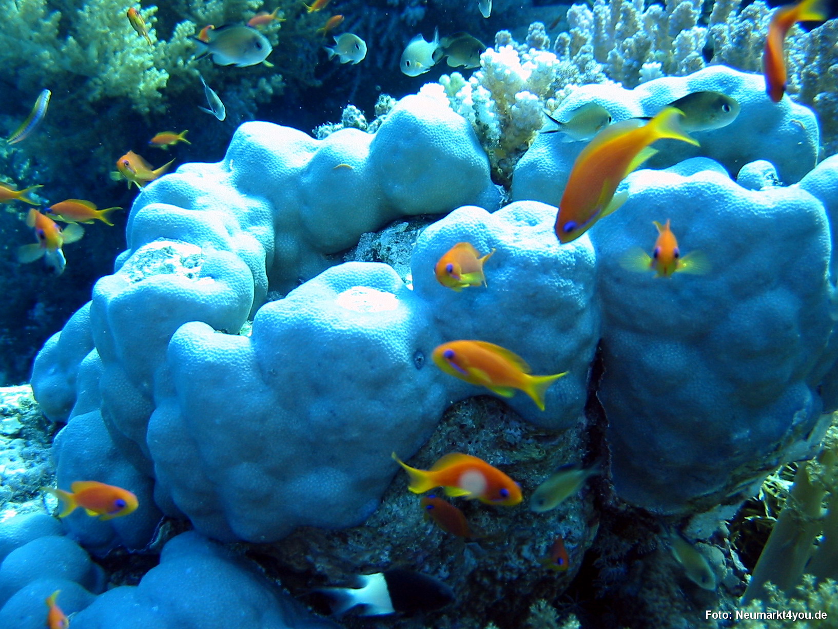 0365 Tauchsafari Ägypten 0906