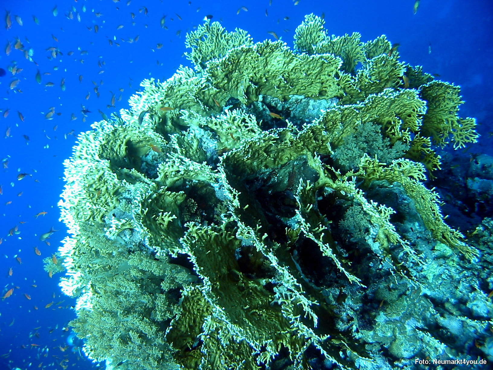 0370 Tauchsafari Ägypten 0906