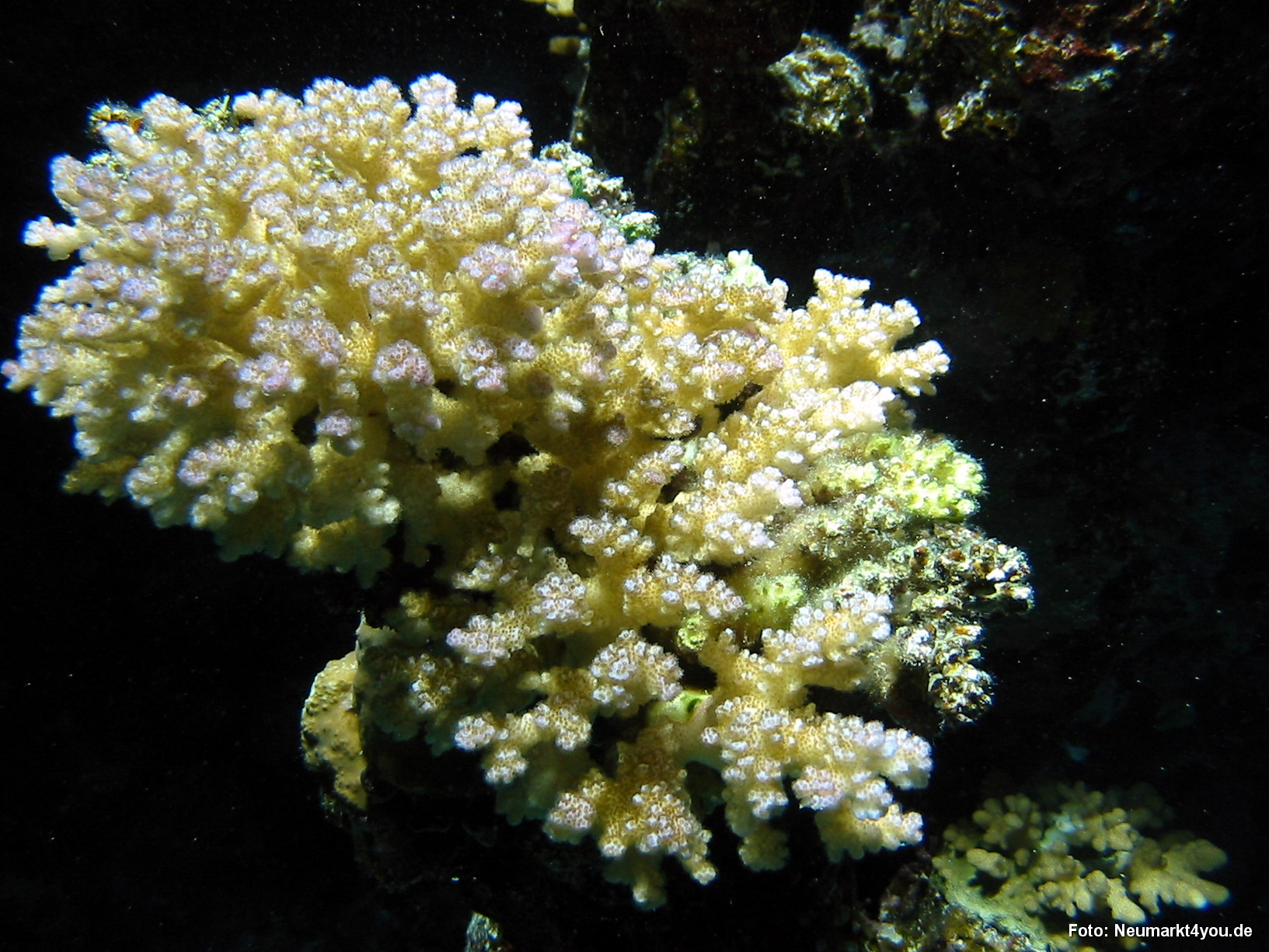 0460 Tauchsafari Ägypten 0906