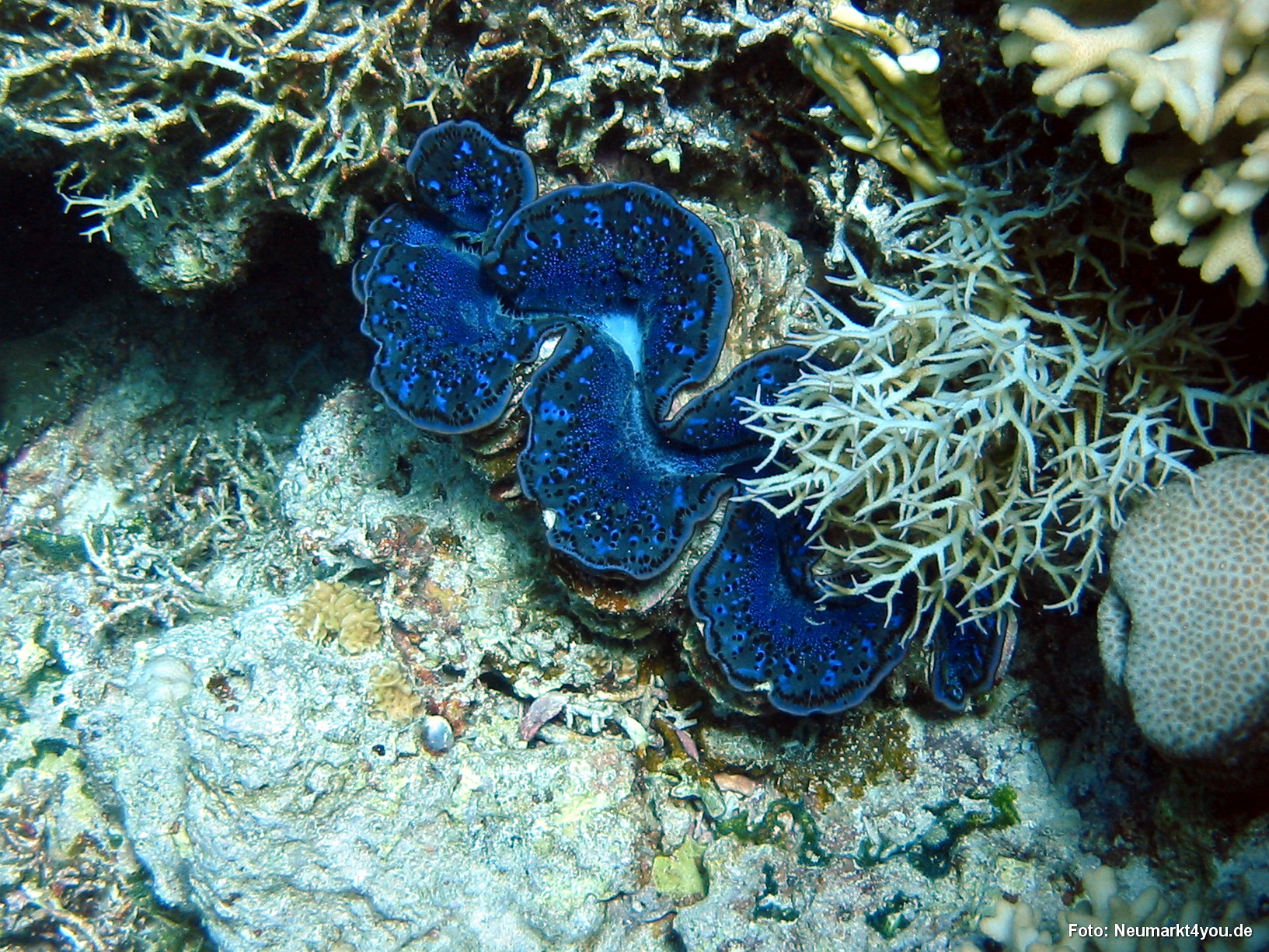 0465 Tauchsafari Ägypten 0906