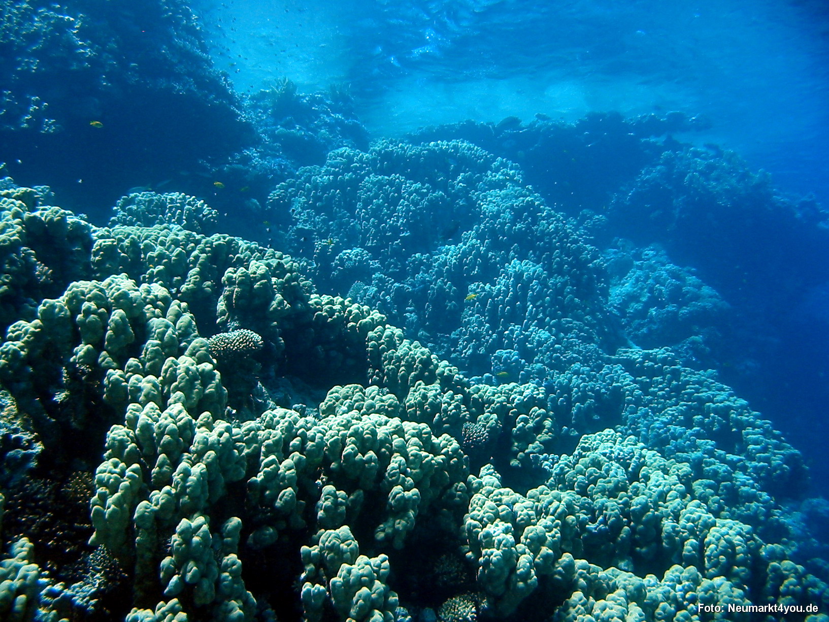 0475 Tauchsafari Ägypten 0906