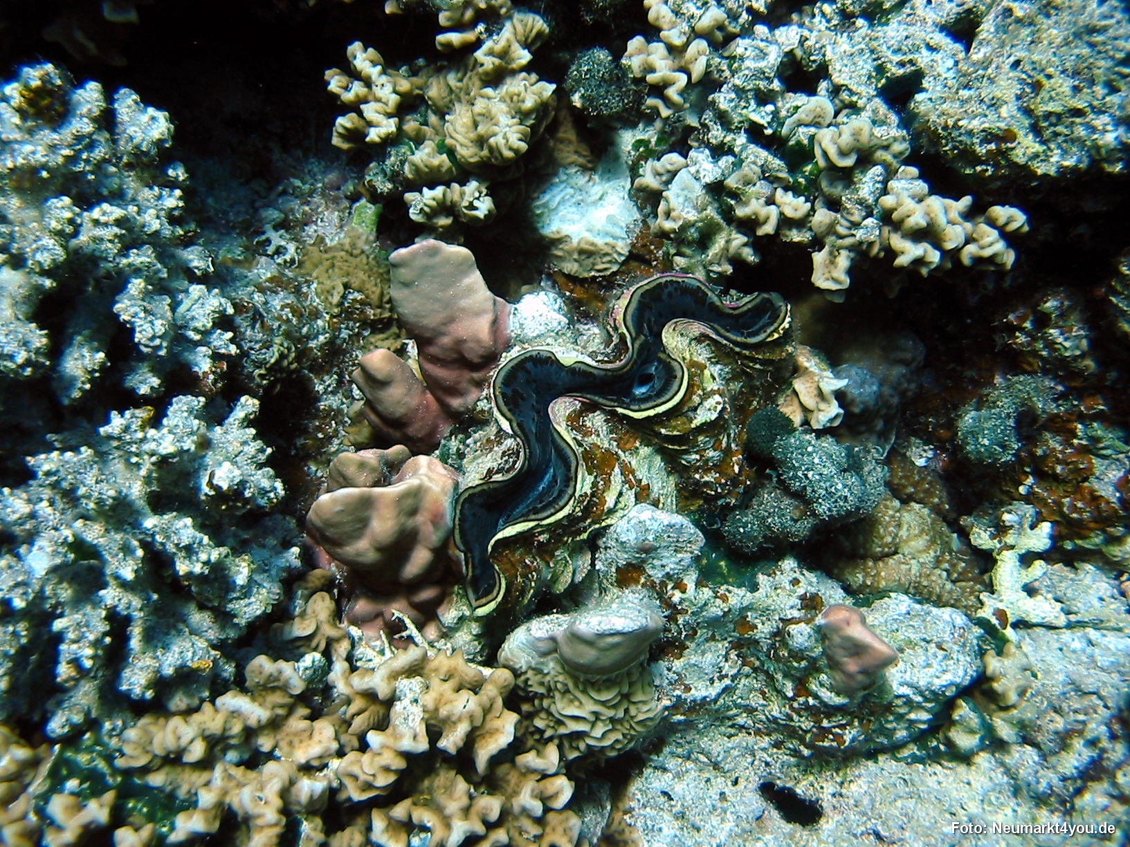 0480 Tauchsafari Ägypten 0906