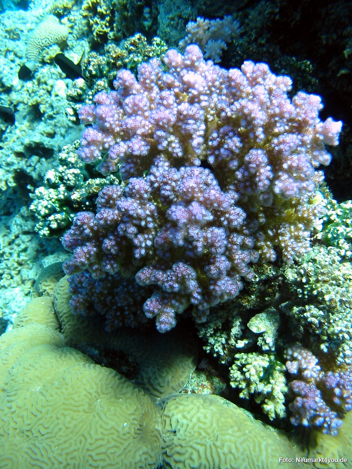 0485 Tauchsafari Ägypten 0906