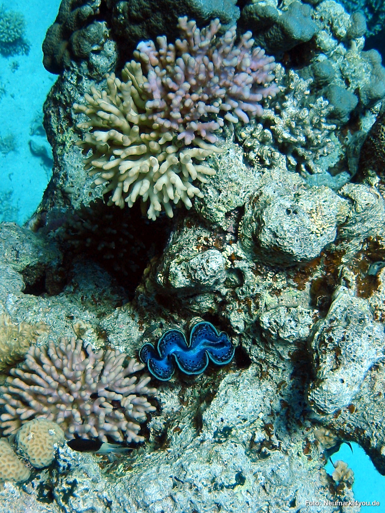 0490 Tauchsafari Ägypten 0906