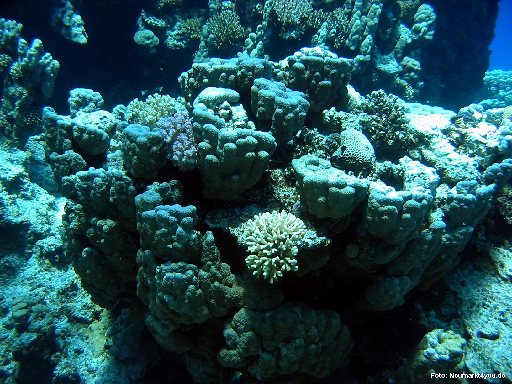 0495 Tauchsafari Ägypten 0906