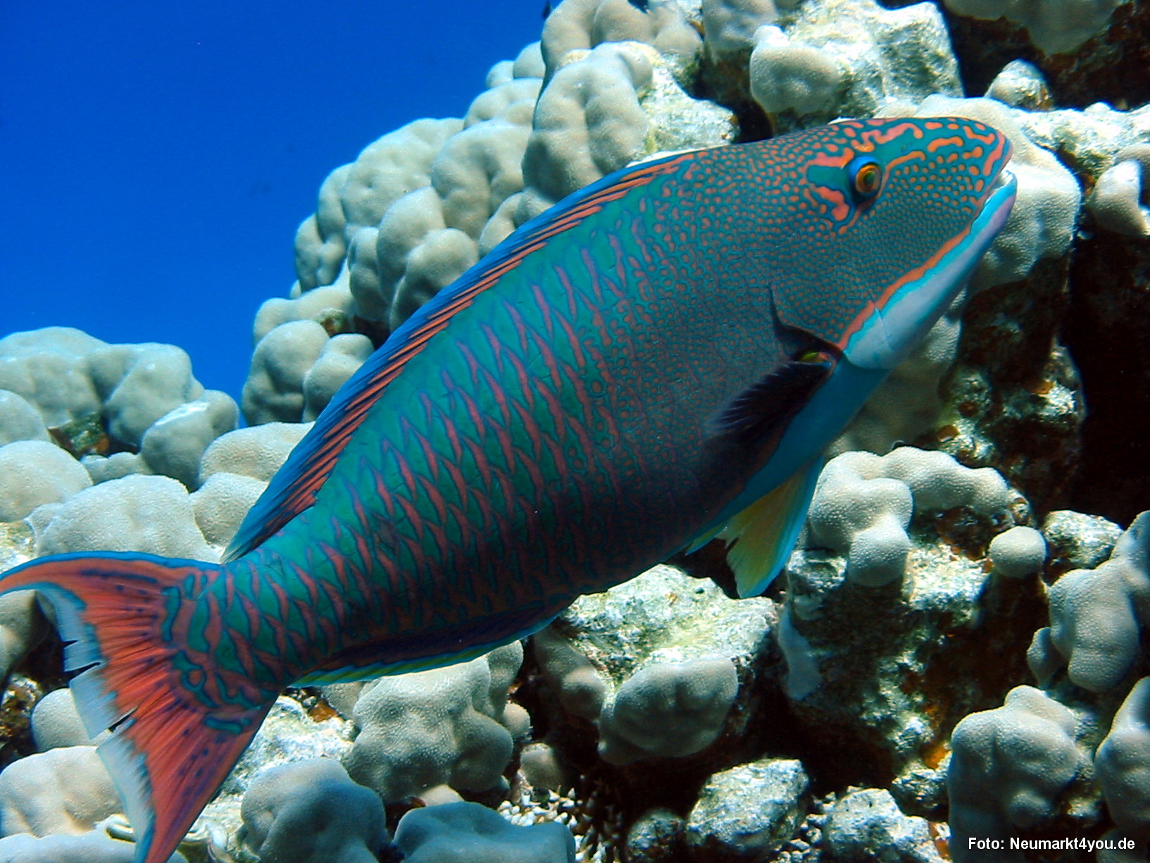 0505 Tauchsafari Ägypten 0906