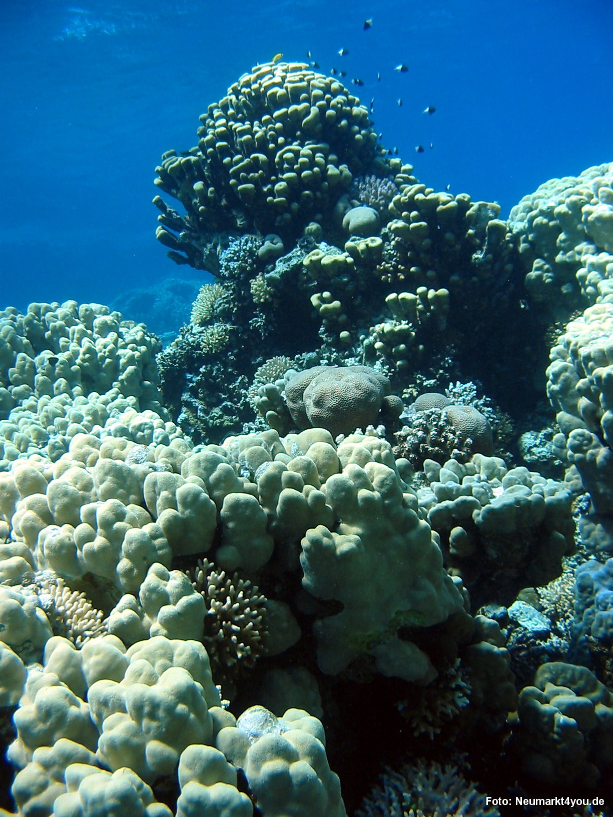 0510 Tauchsafari Ägypten 0906