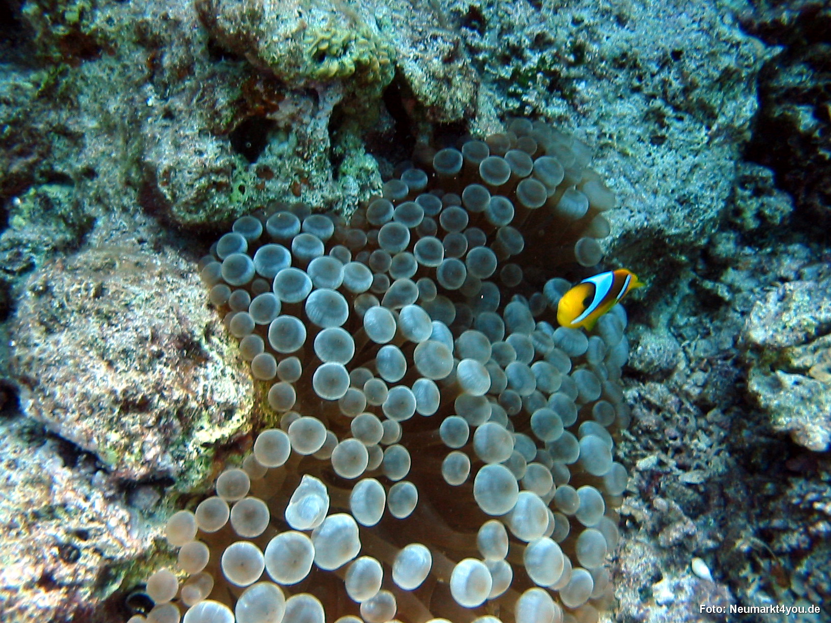 0515 Tauchsafari Ägypten 0906