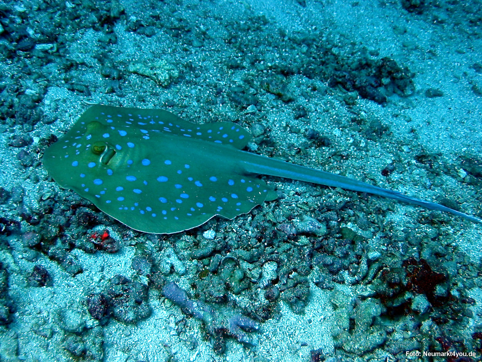 0535 Tauchsafari Ägypten 0906