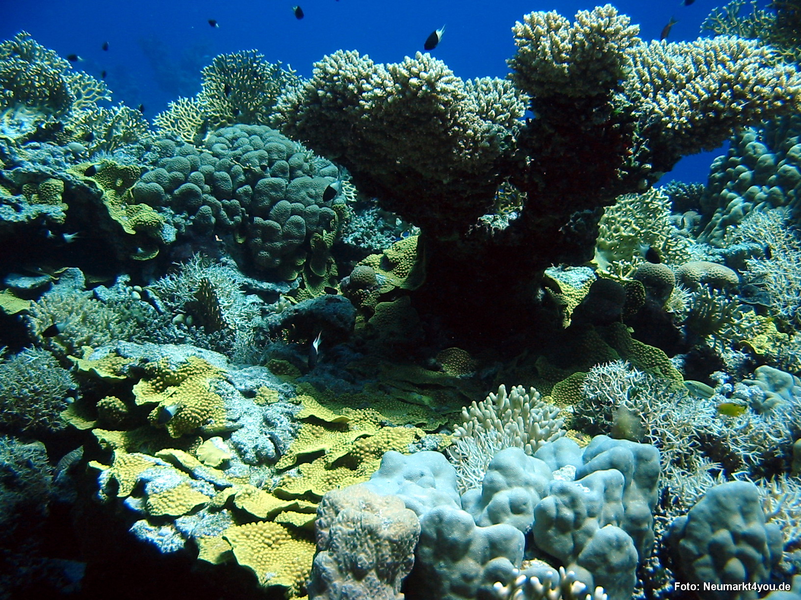 0550 Tauchsafari Ägypten 0906