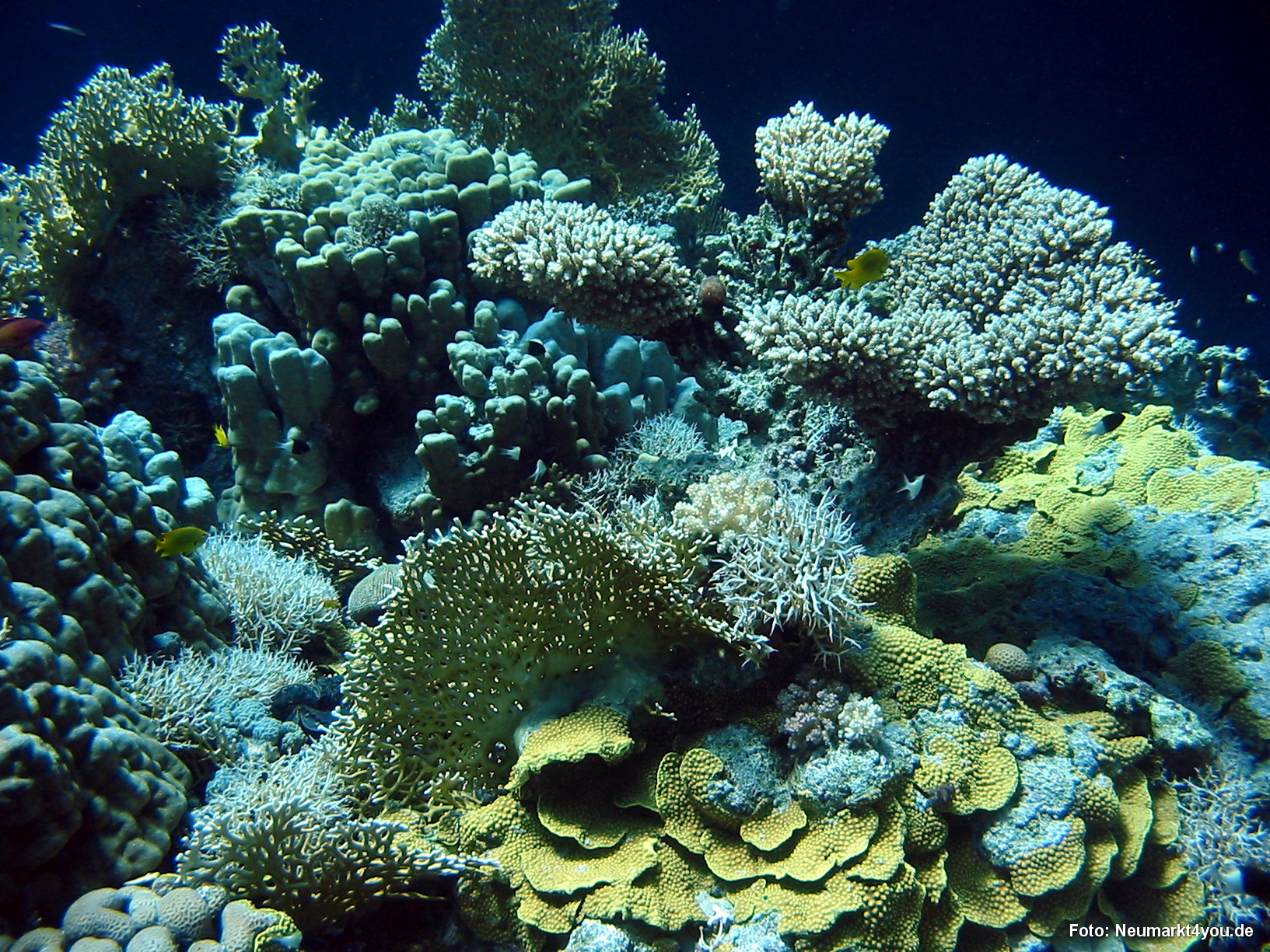 0555 Tauchsafari Ägypten 0906