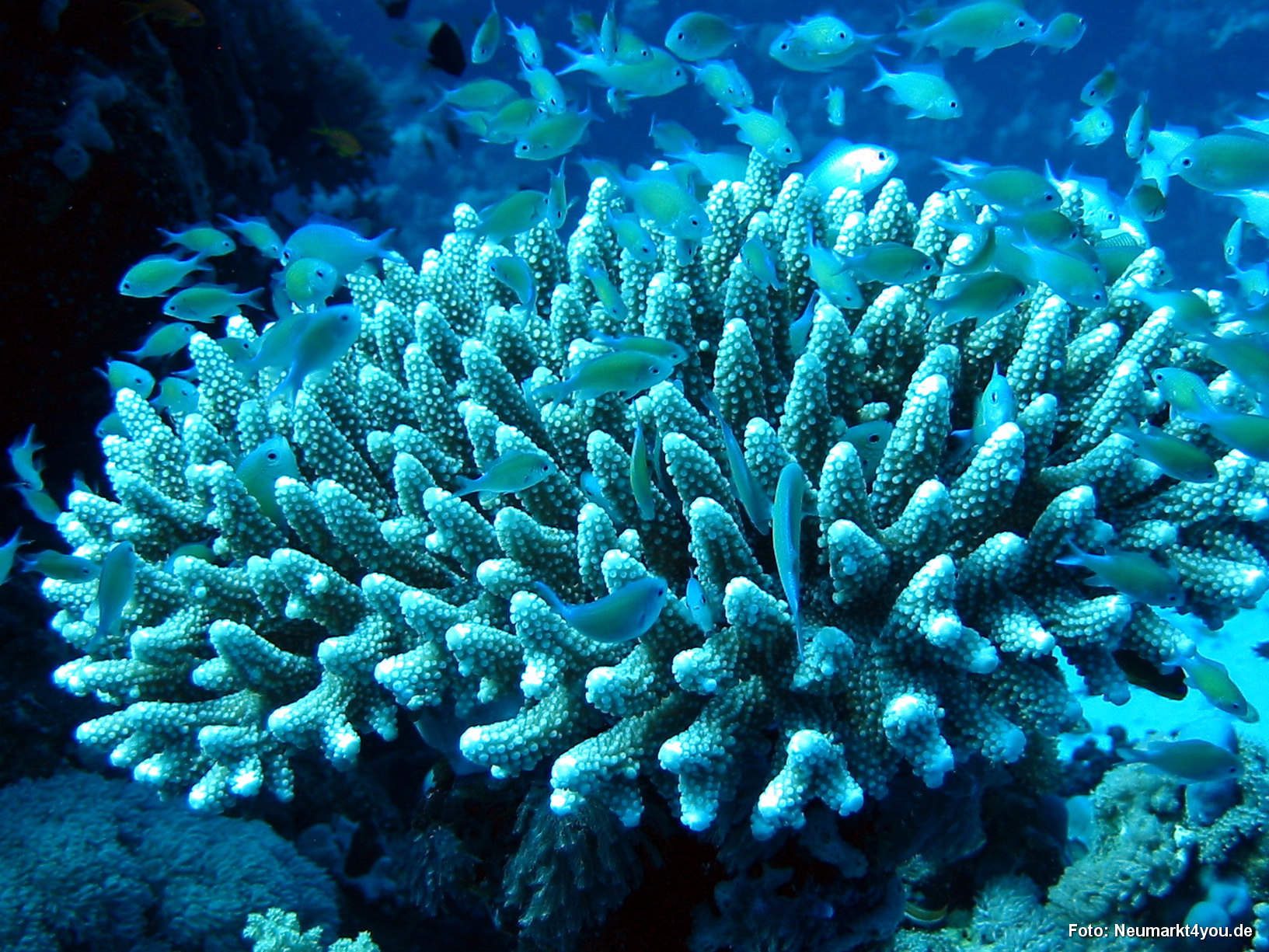 0570 Tauchsafari Ägypten 0906