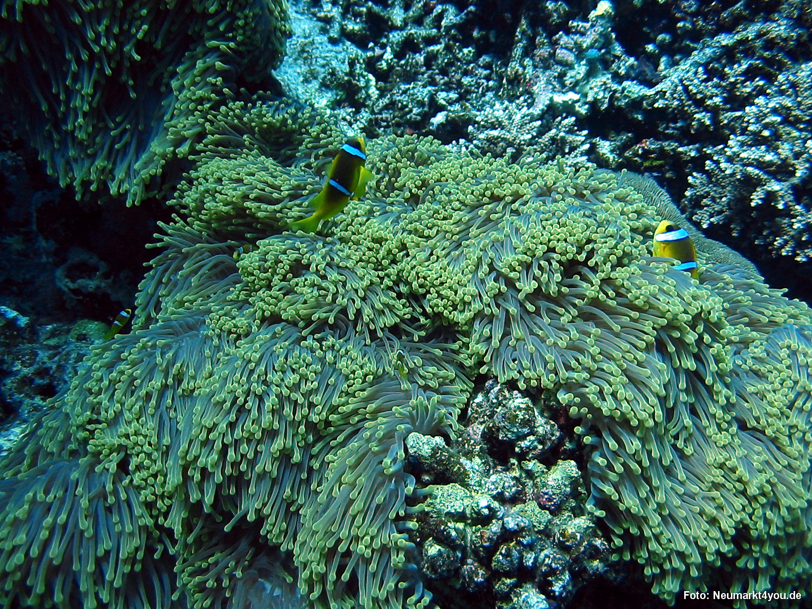 0575 Tauchsafari Ägypten 0906