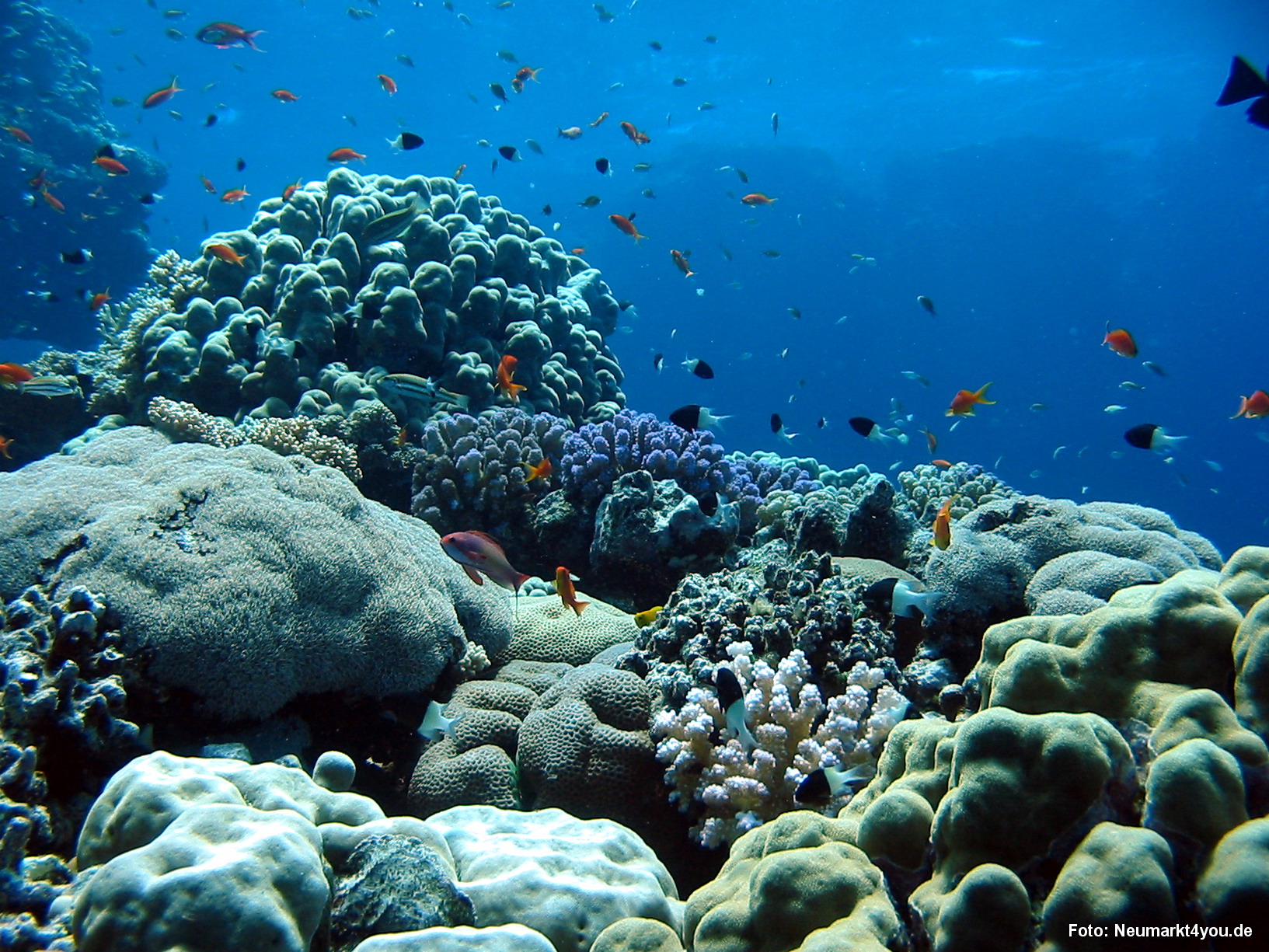 0580 Tauchsafari Ägypten 0906