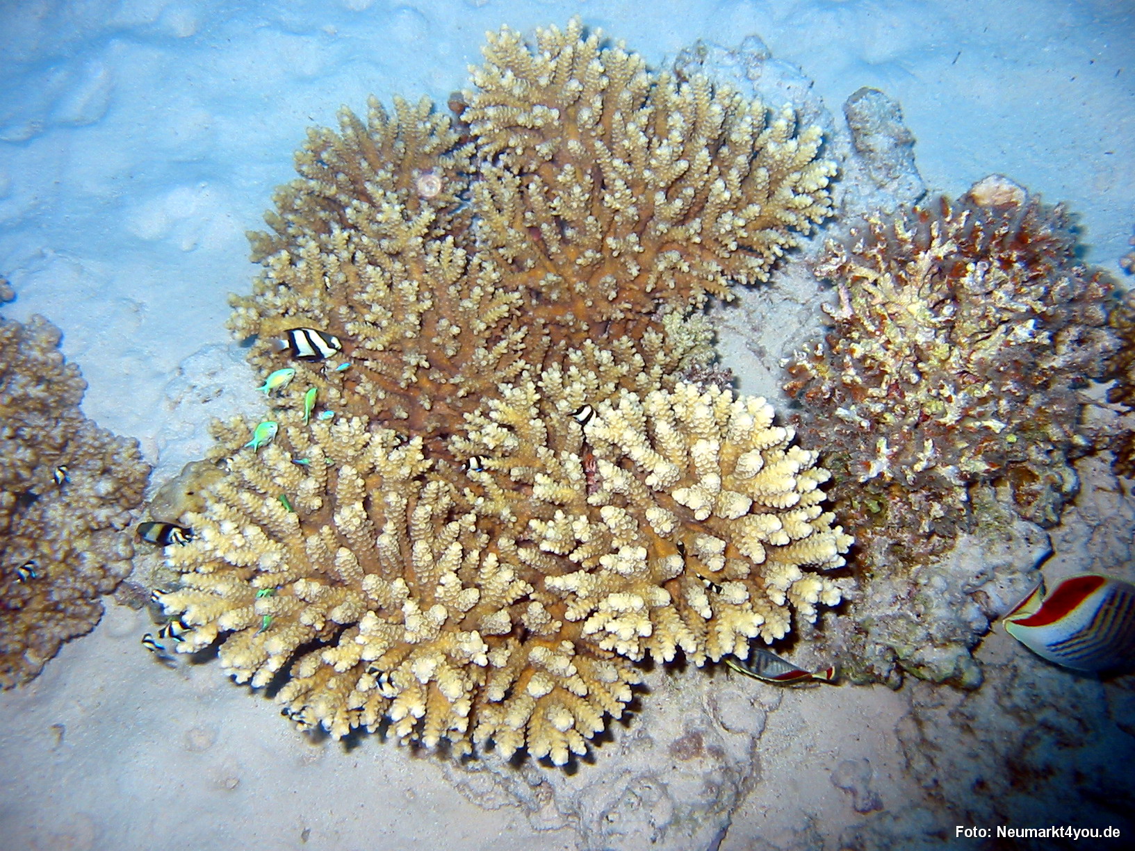 0600 Tauchsafari Ägypten 0906