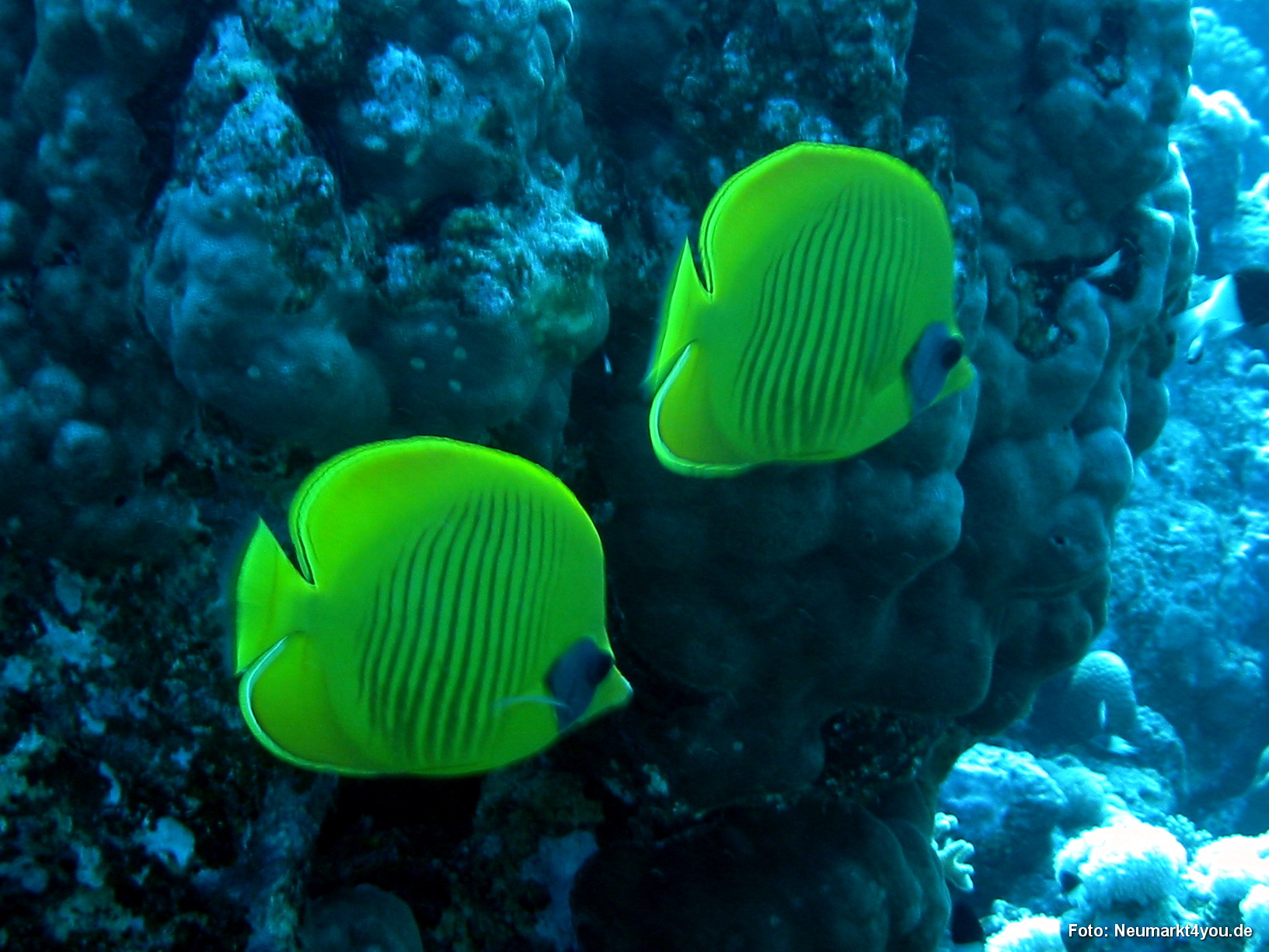 0705 Tauchsafari Ägypten 0906