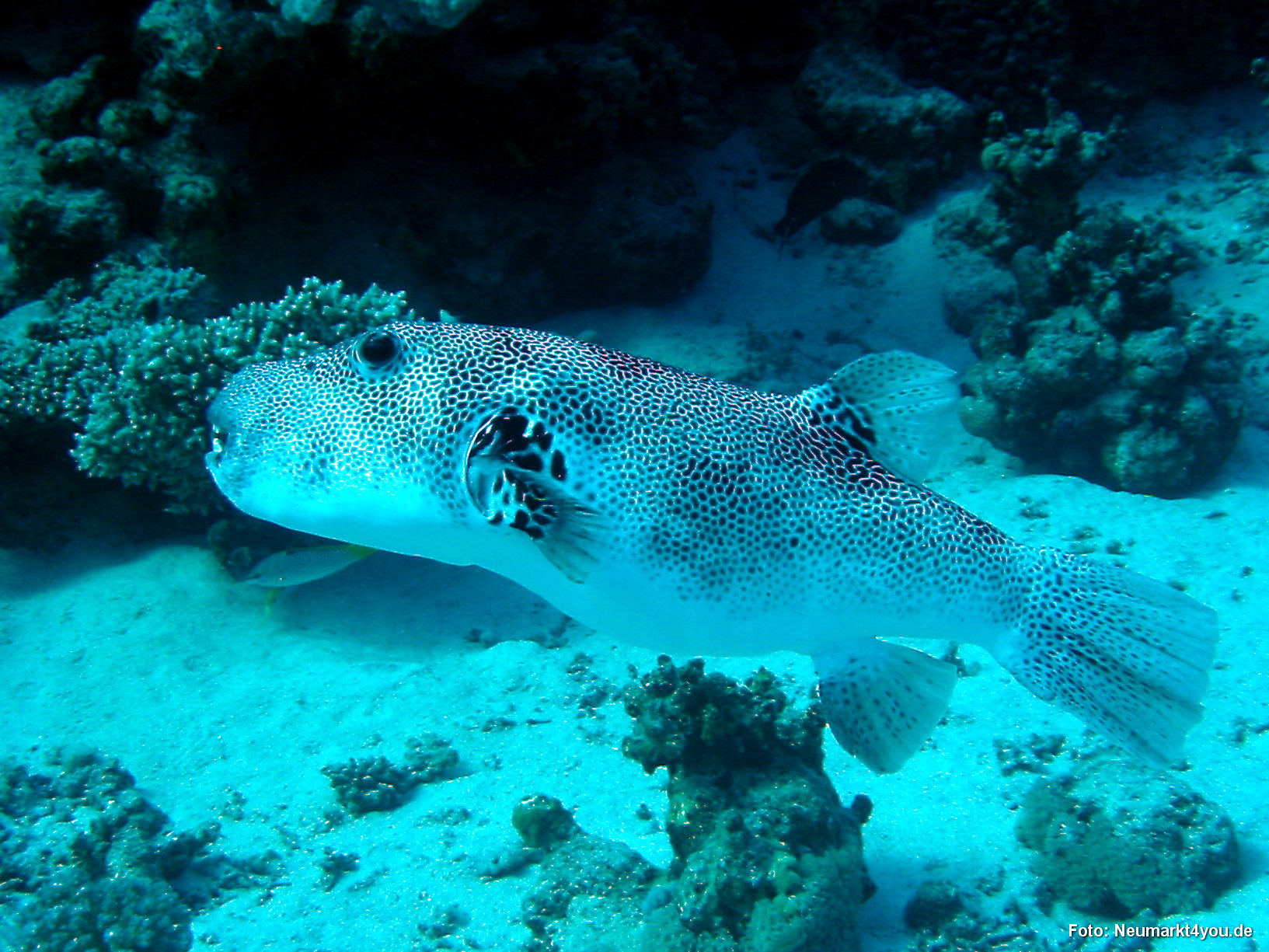 0725 Tauchsafari Ägypten 0906