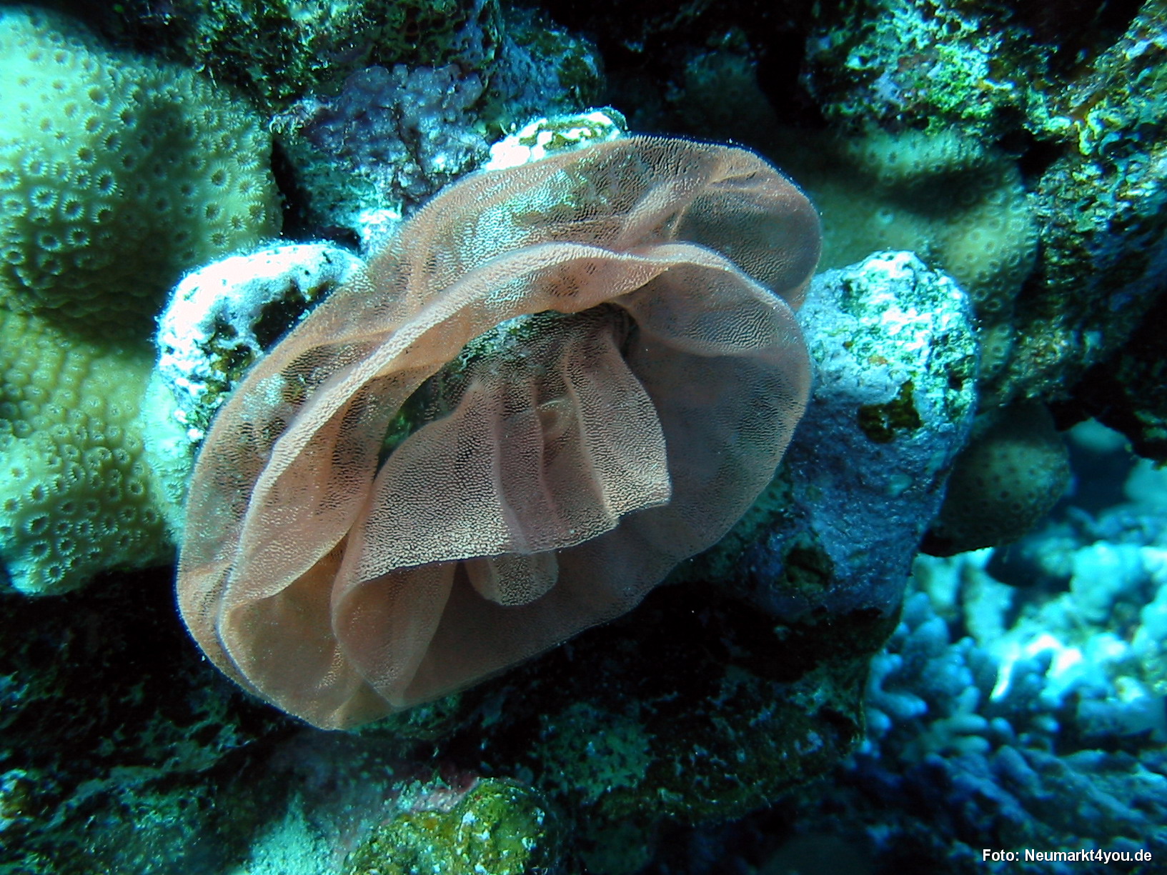 0730 Tauchsafari Ägypten 0906