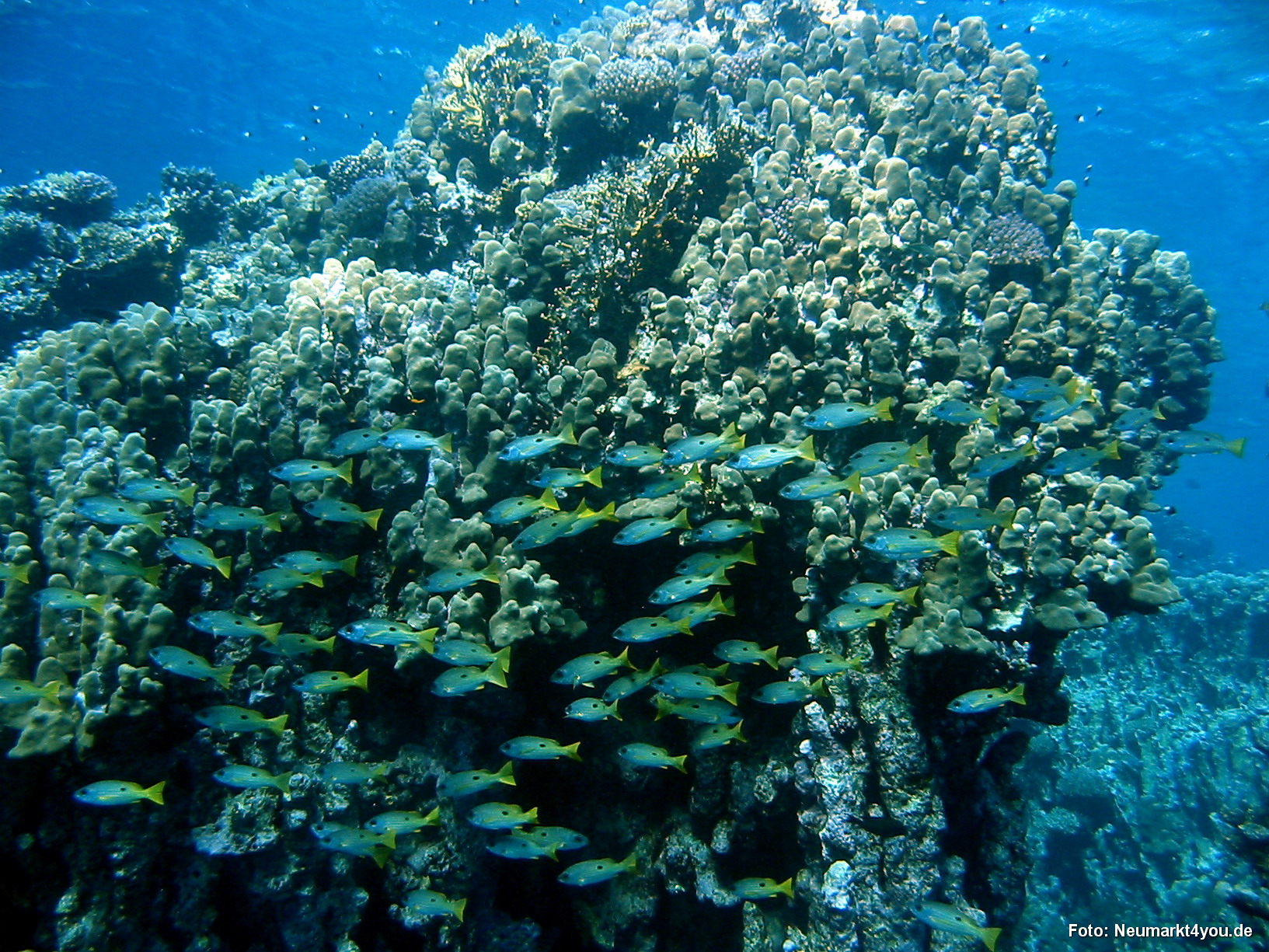 0735 Tauchsafari Ägypten 0906