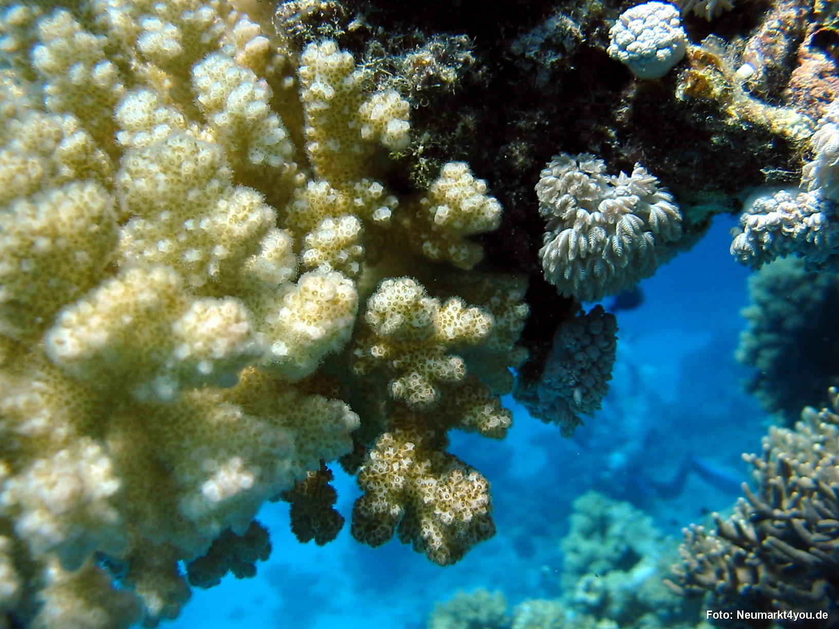 0755 Tauchsafari Ägypten 0906