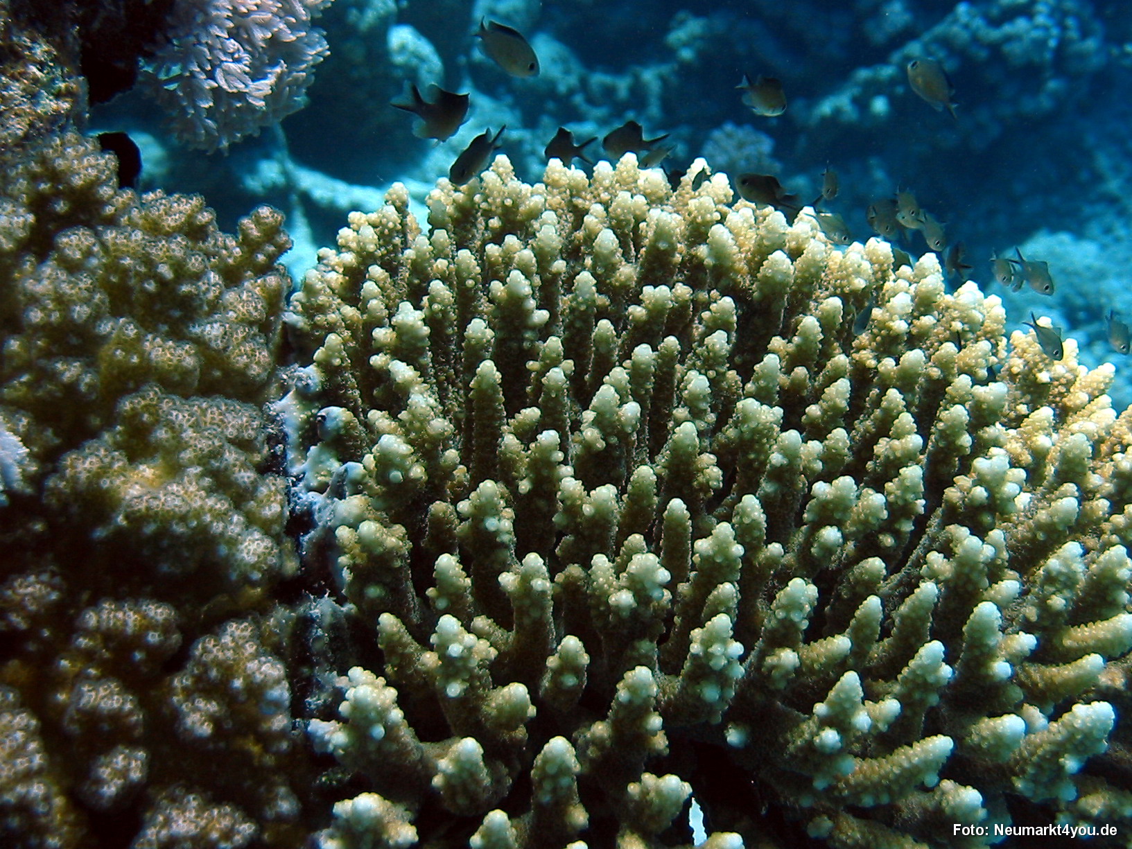 0765 Tauchsafari Ägypten 0906