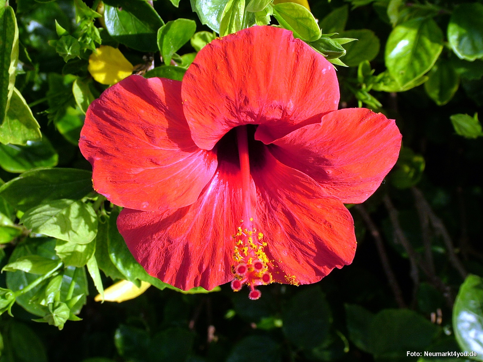 1080 Tauchsafari Ägypten 0906