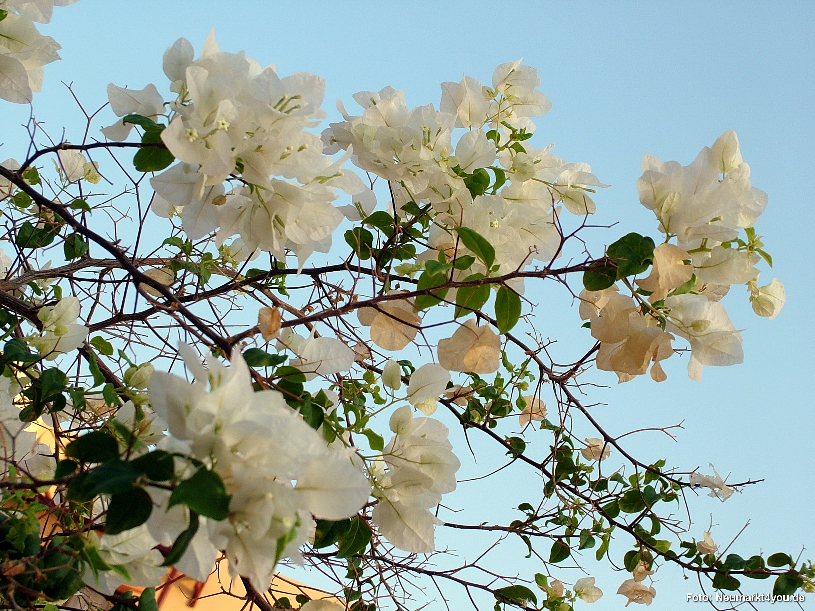 1110 Tauchsafari Ägypten 0906