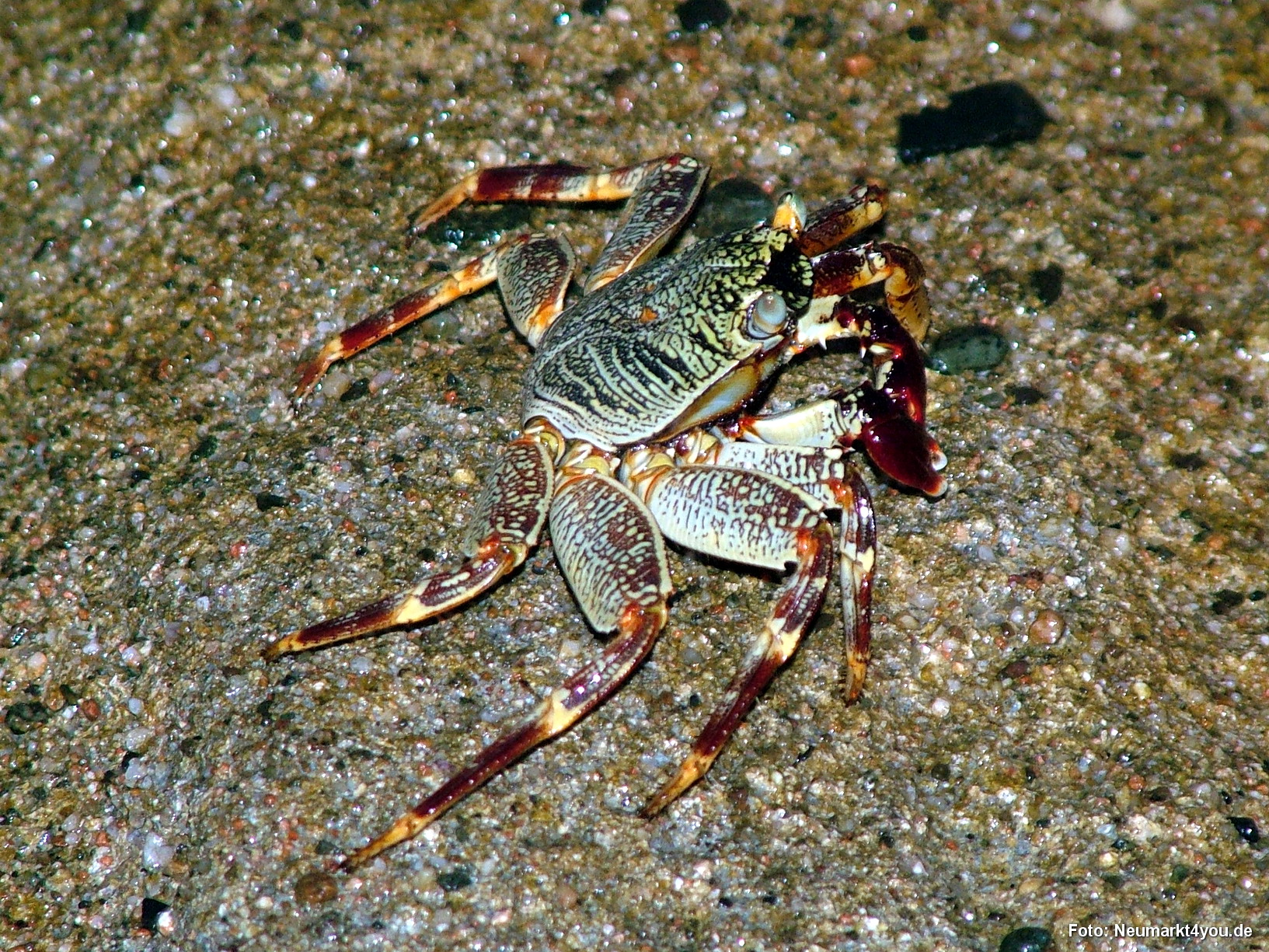 1140 Tauchsafari Ägypten 0906