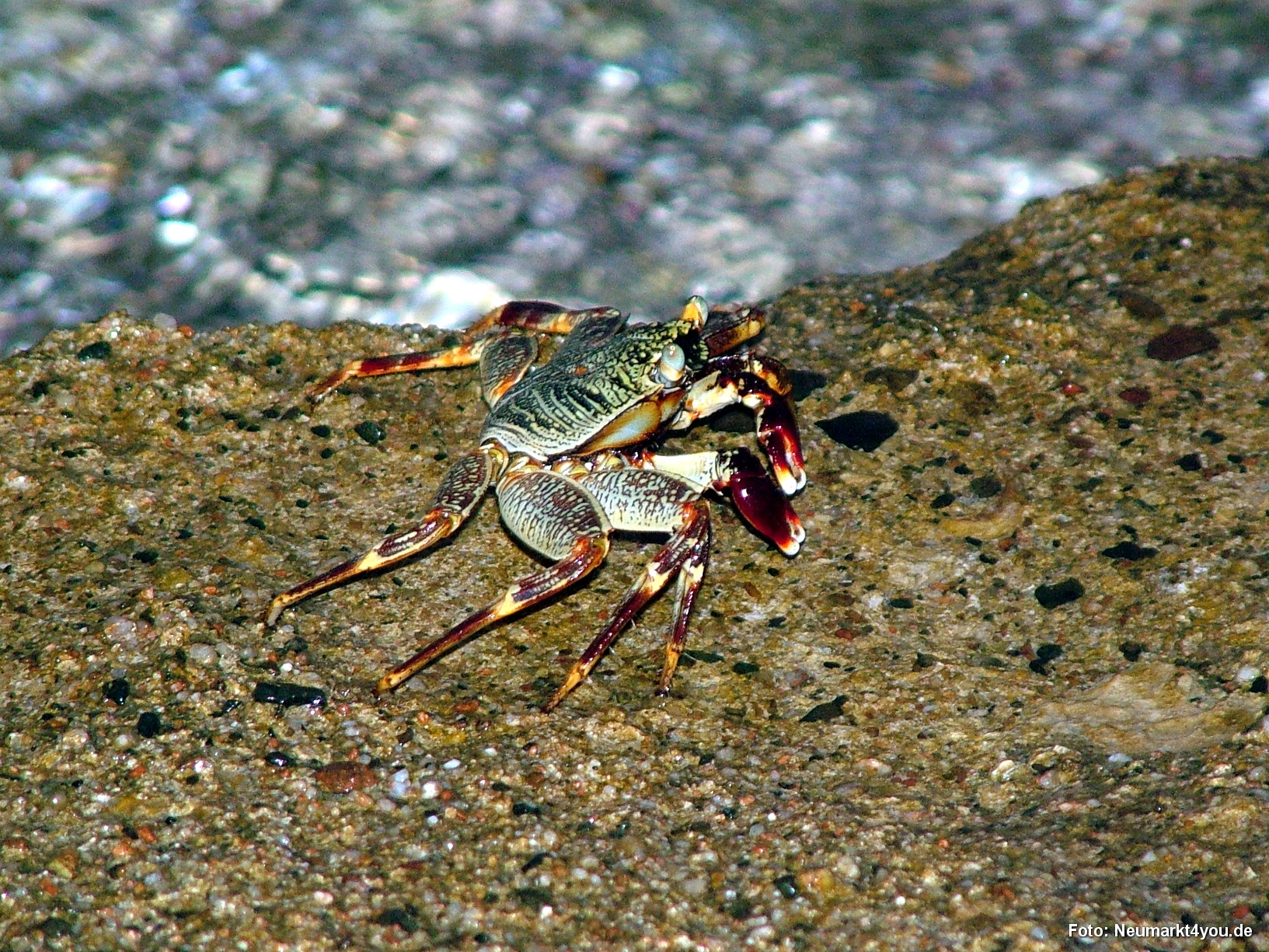 1145 Tauchsafari Ägypten 0906