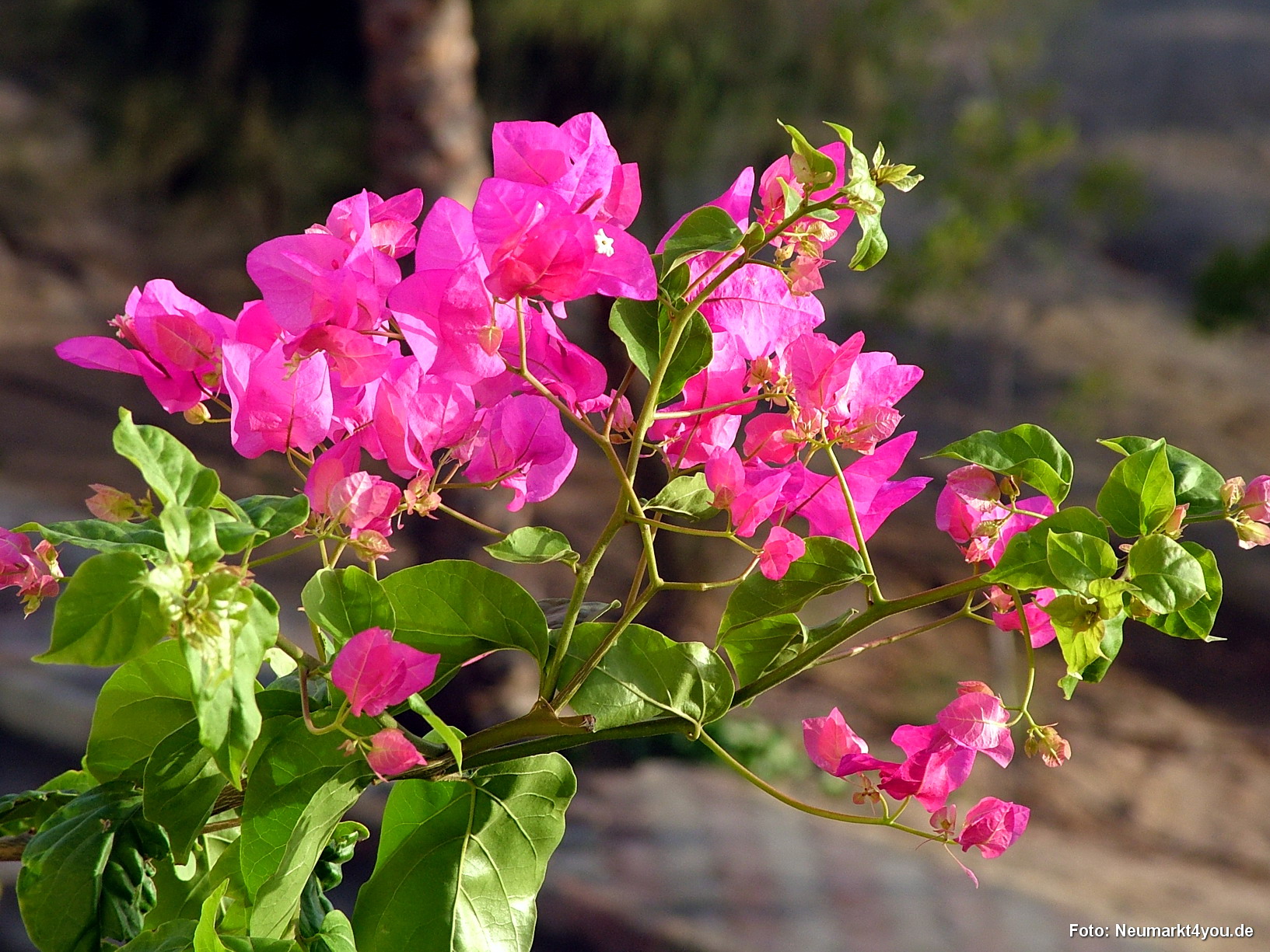 0005 Marsa Alam Juni 2008