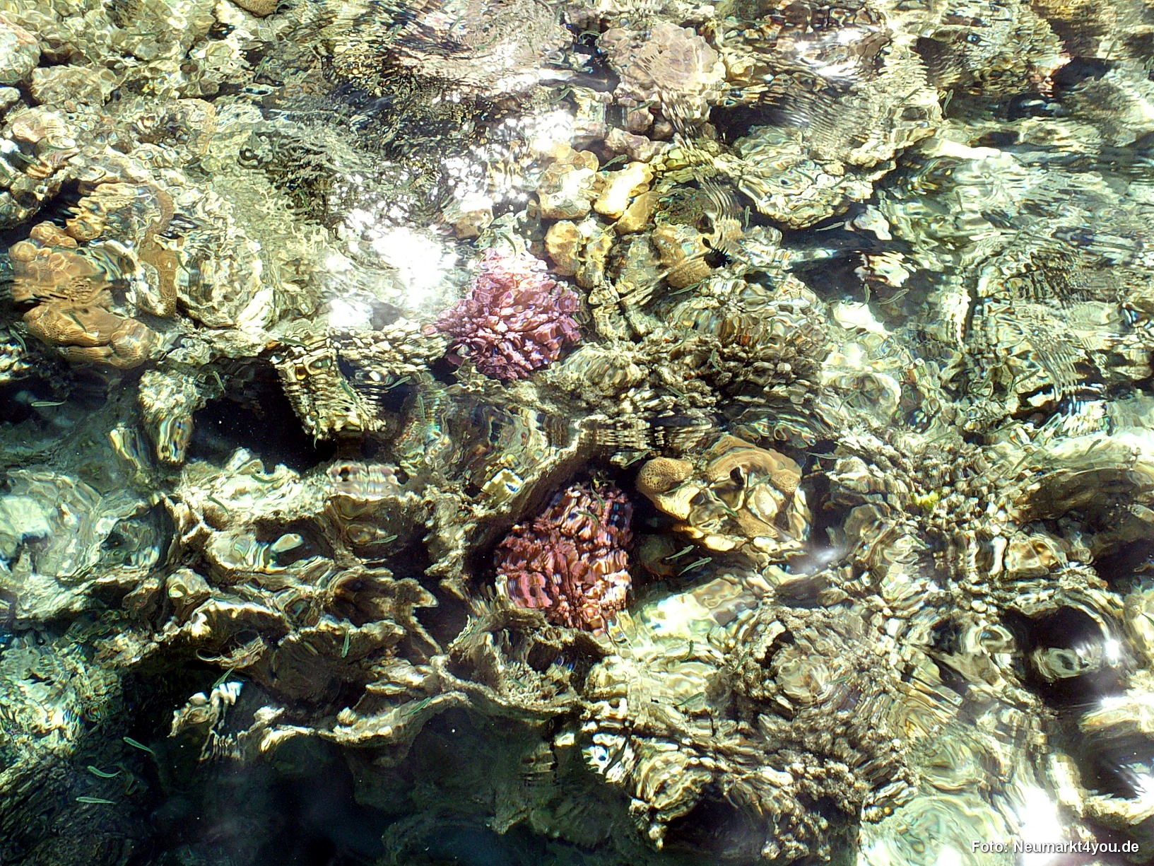 0027 Marsa Alam Juni 2008