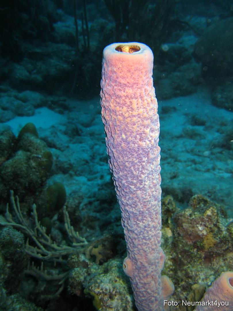 2009 Bonaire Unterwasser