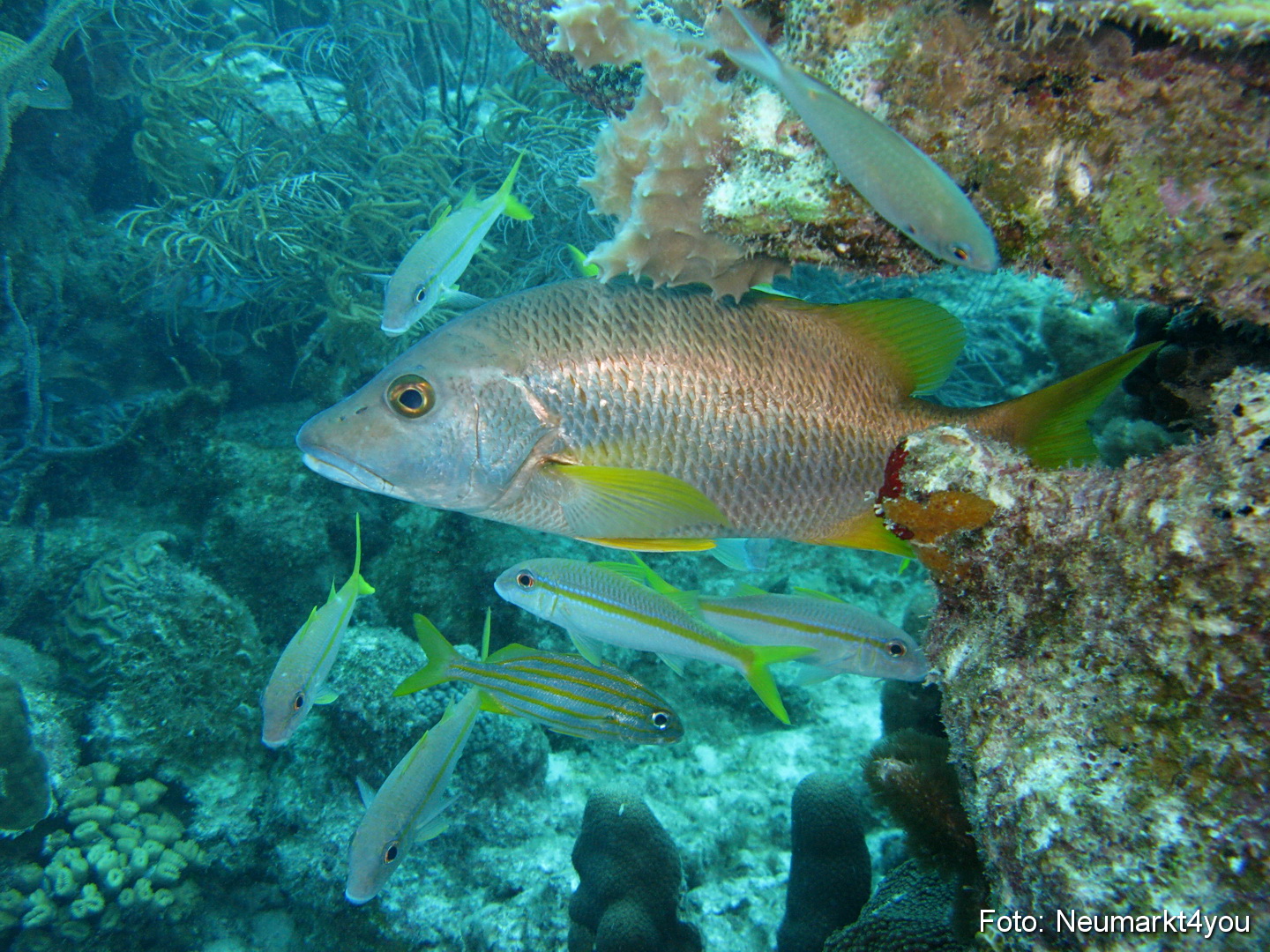 0008 Peter Bonaire Unterwasser 2009