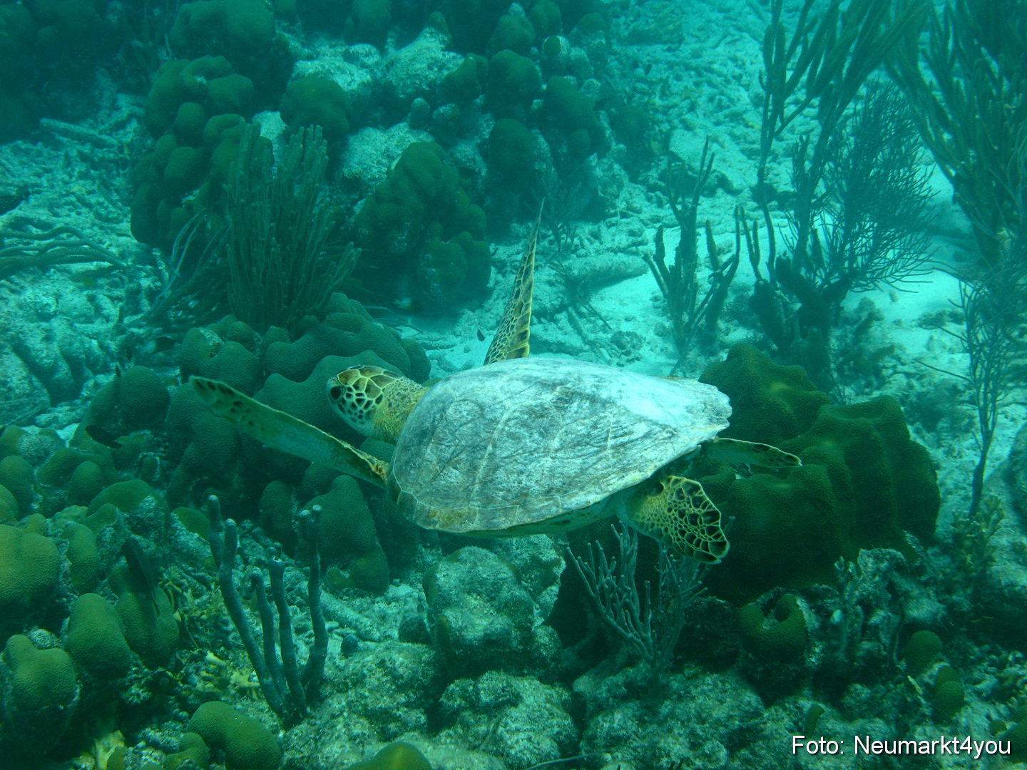 0009 Peter Bonaire Unterwasser 2009