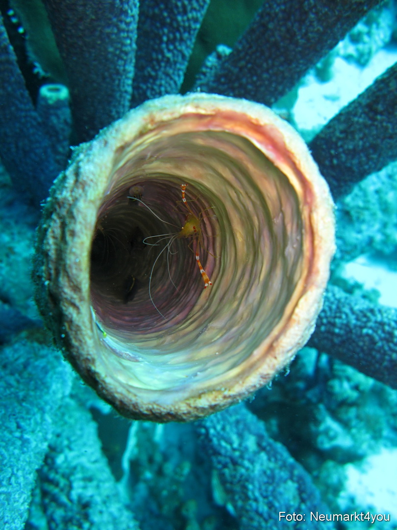 0010 Peter Bonaire Unterwasser 2009