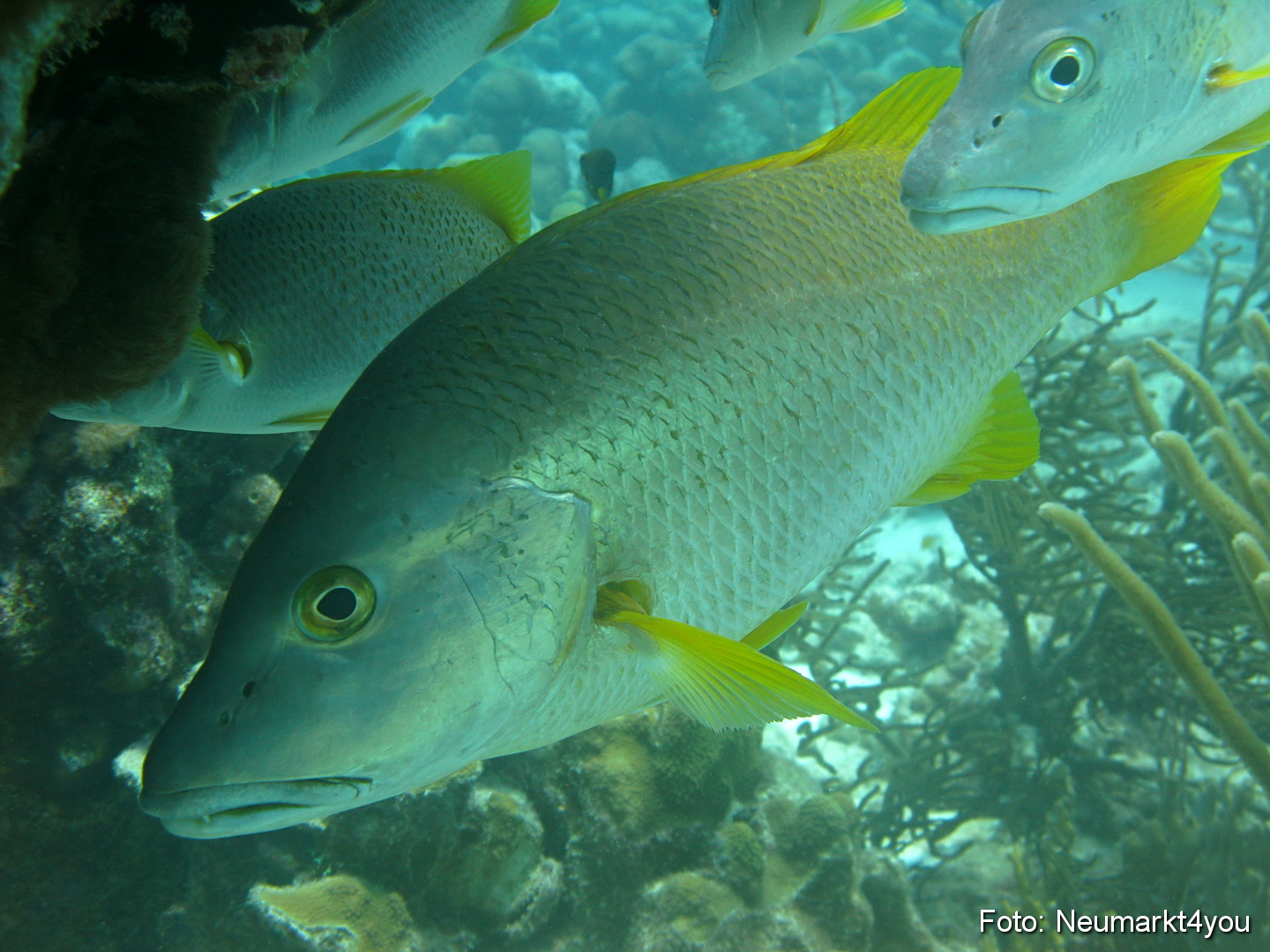 0014 Peter Bonaire Unterwasser 2009