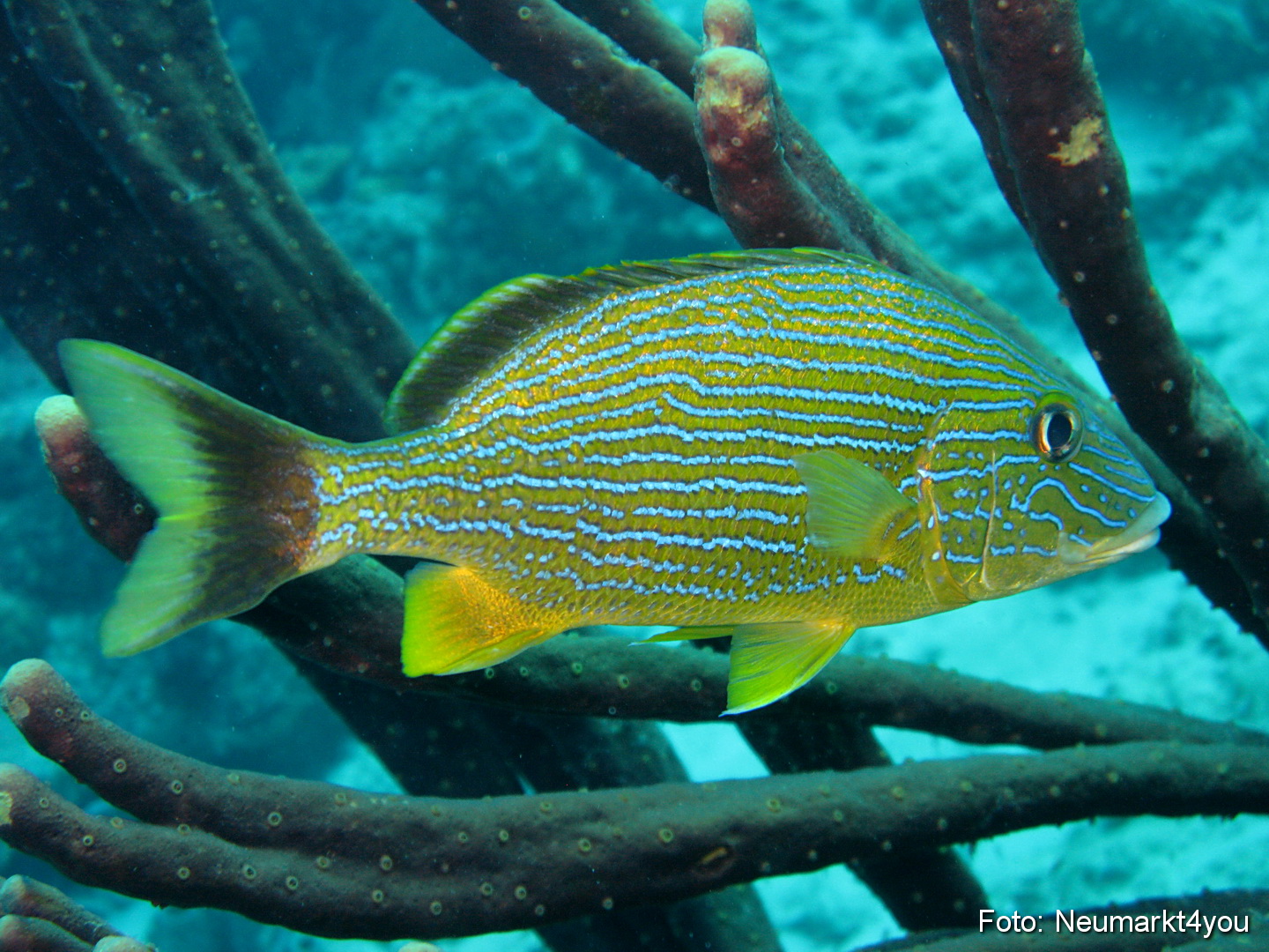 0017 Peter Bonaire Unterwasser 2009