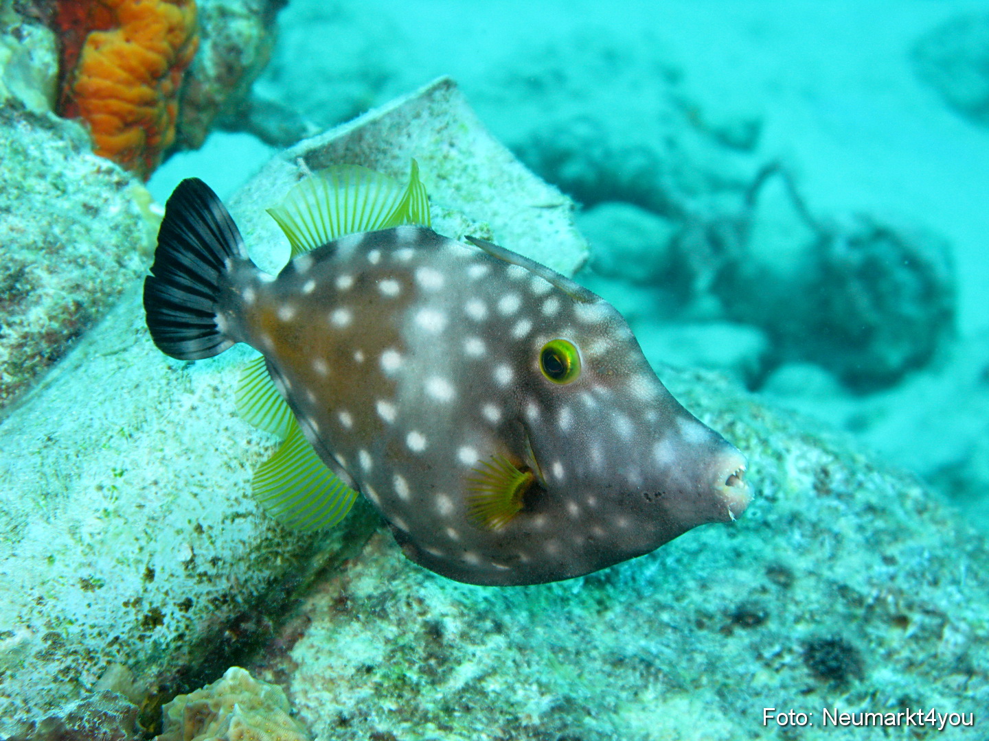 0018 Peter Bonaire Unterwasser 2009
