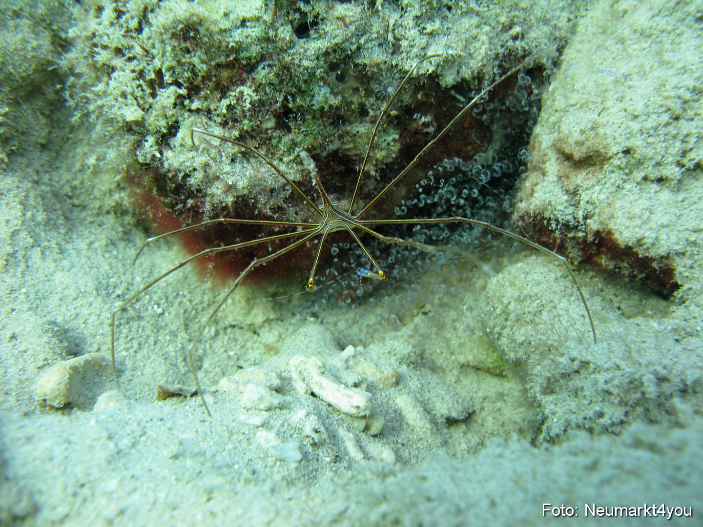 0019 Peter Bonaire Unterwasser 2009