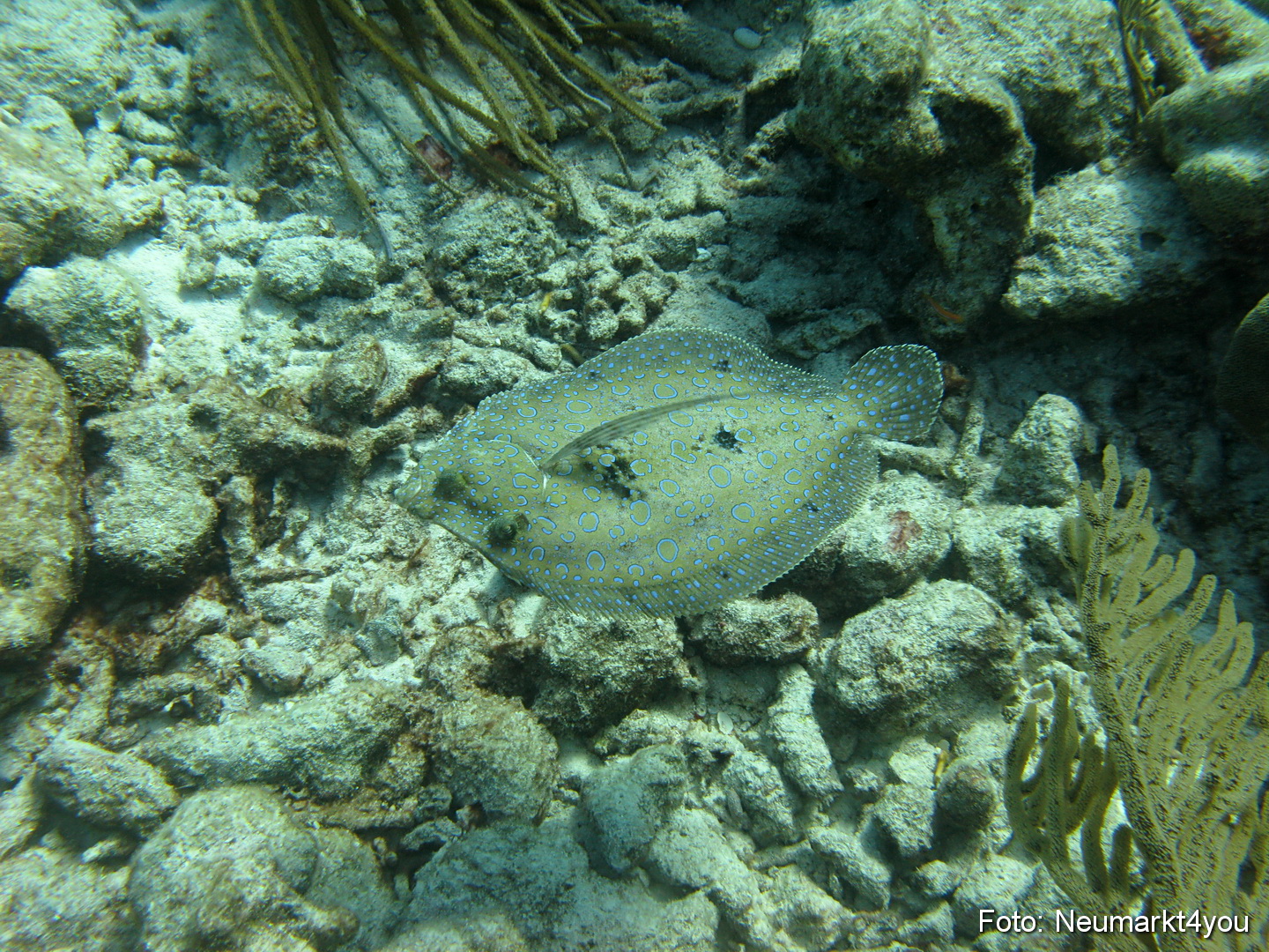 0021 Peter Bonaire Unterwasser 2009
