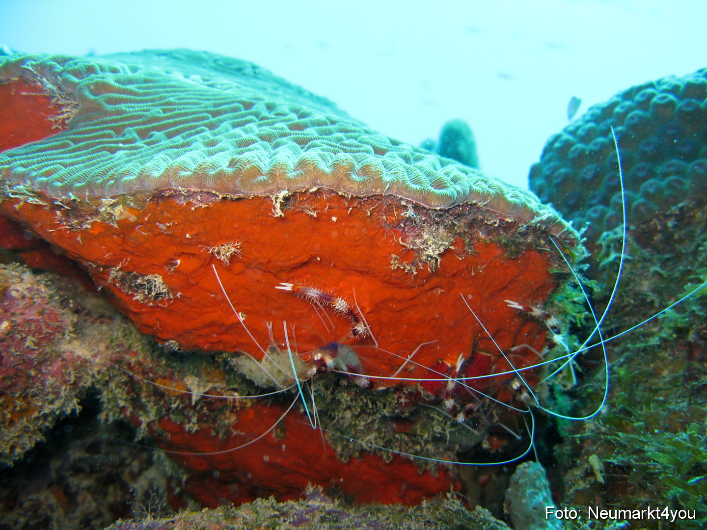 0023 Peter Bonaire Unterwasser 2009