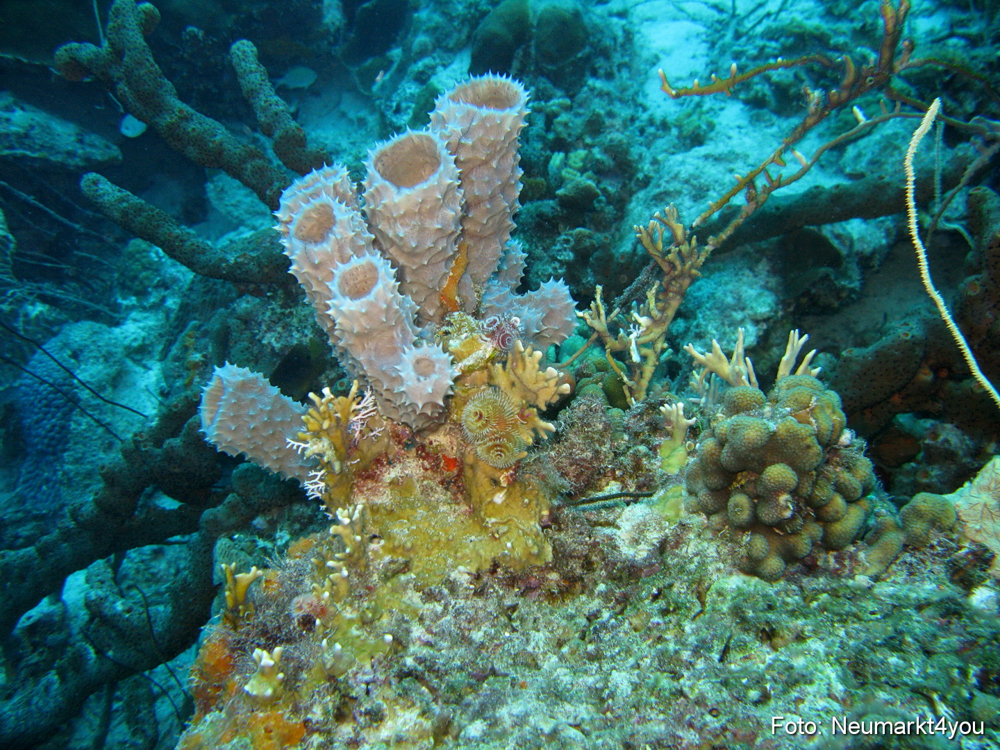 0026 Peter Bonaire Unterwasser 2009